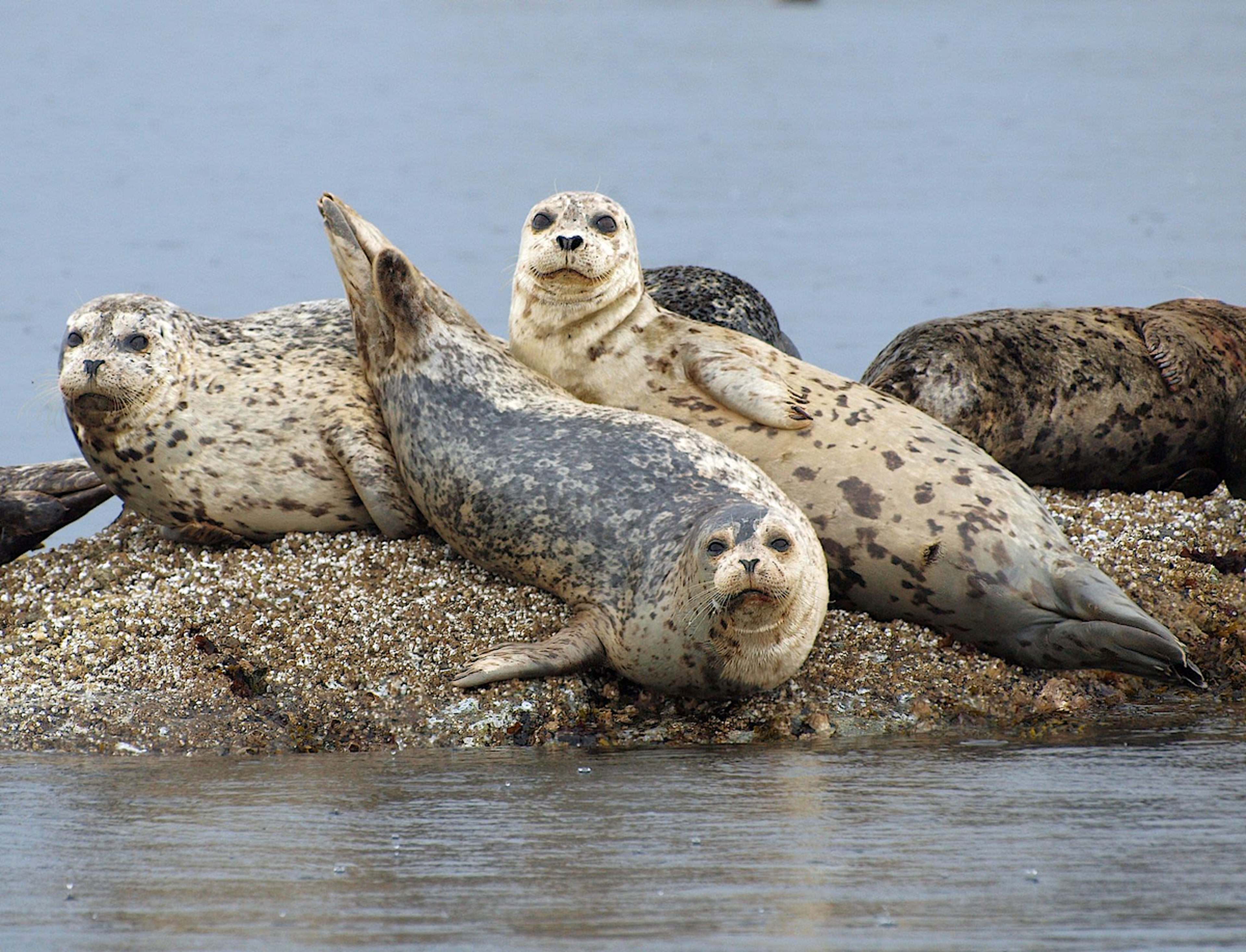 Seals