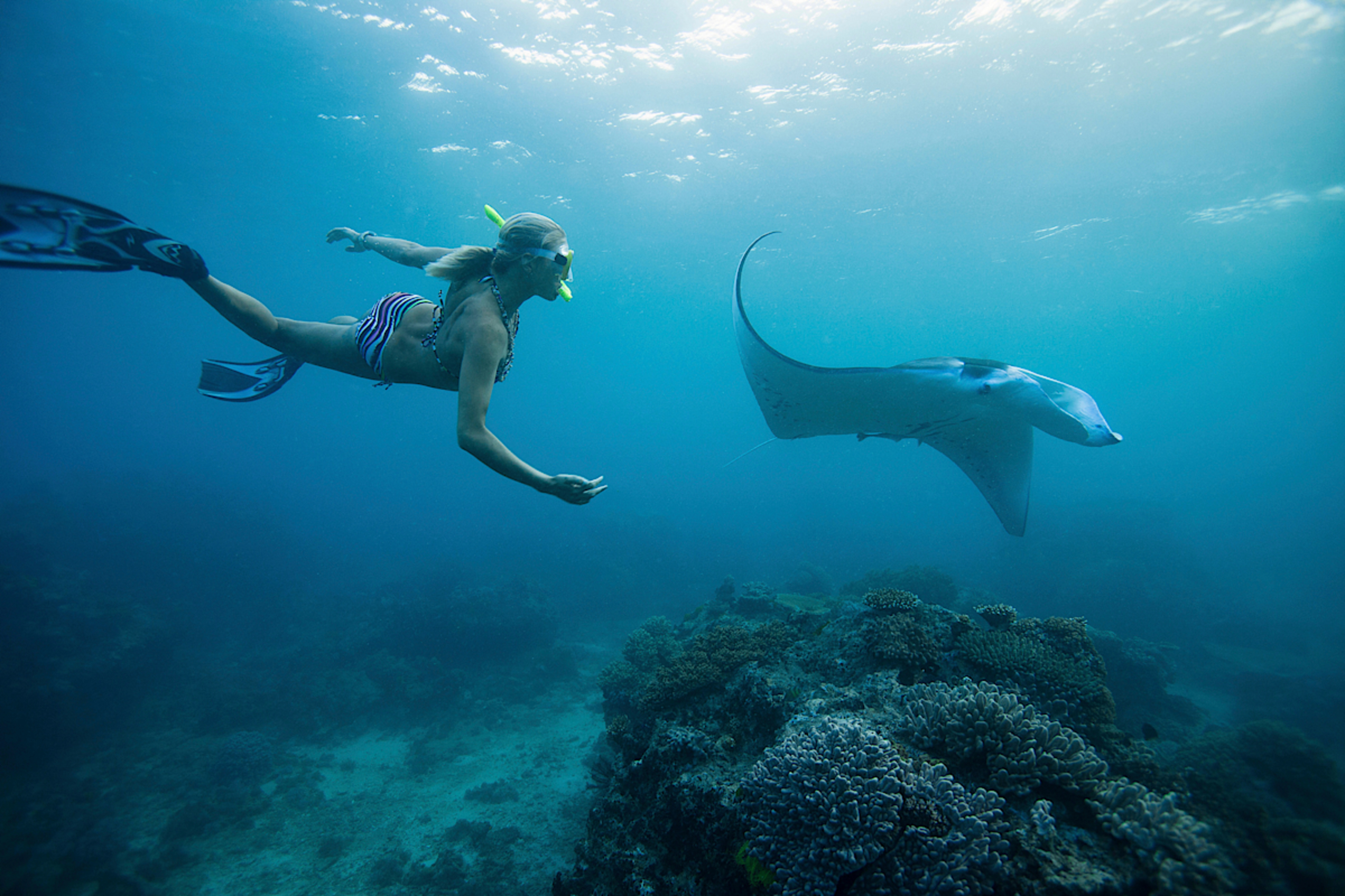 Witness a Manta Ray