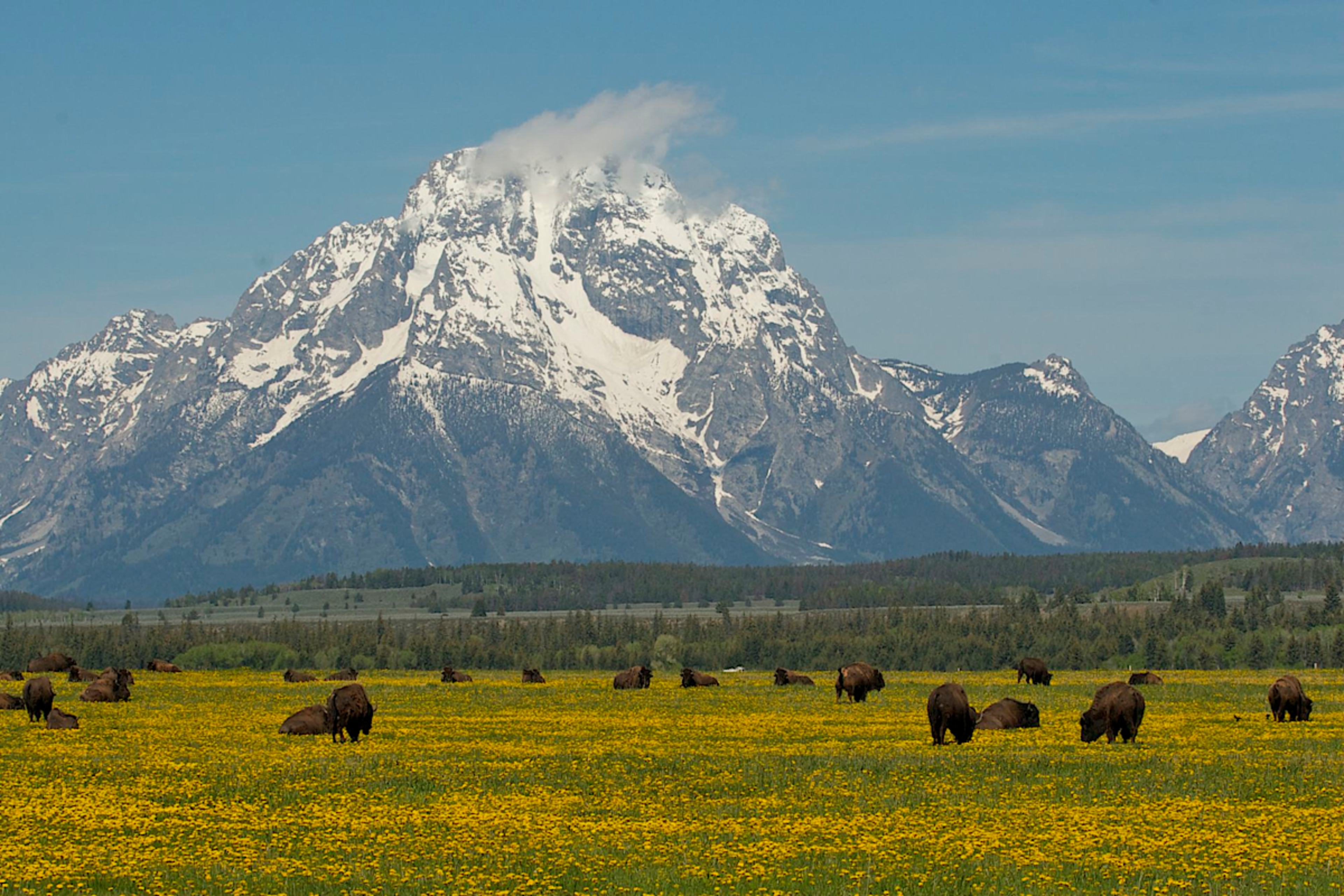 Bison