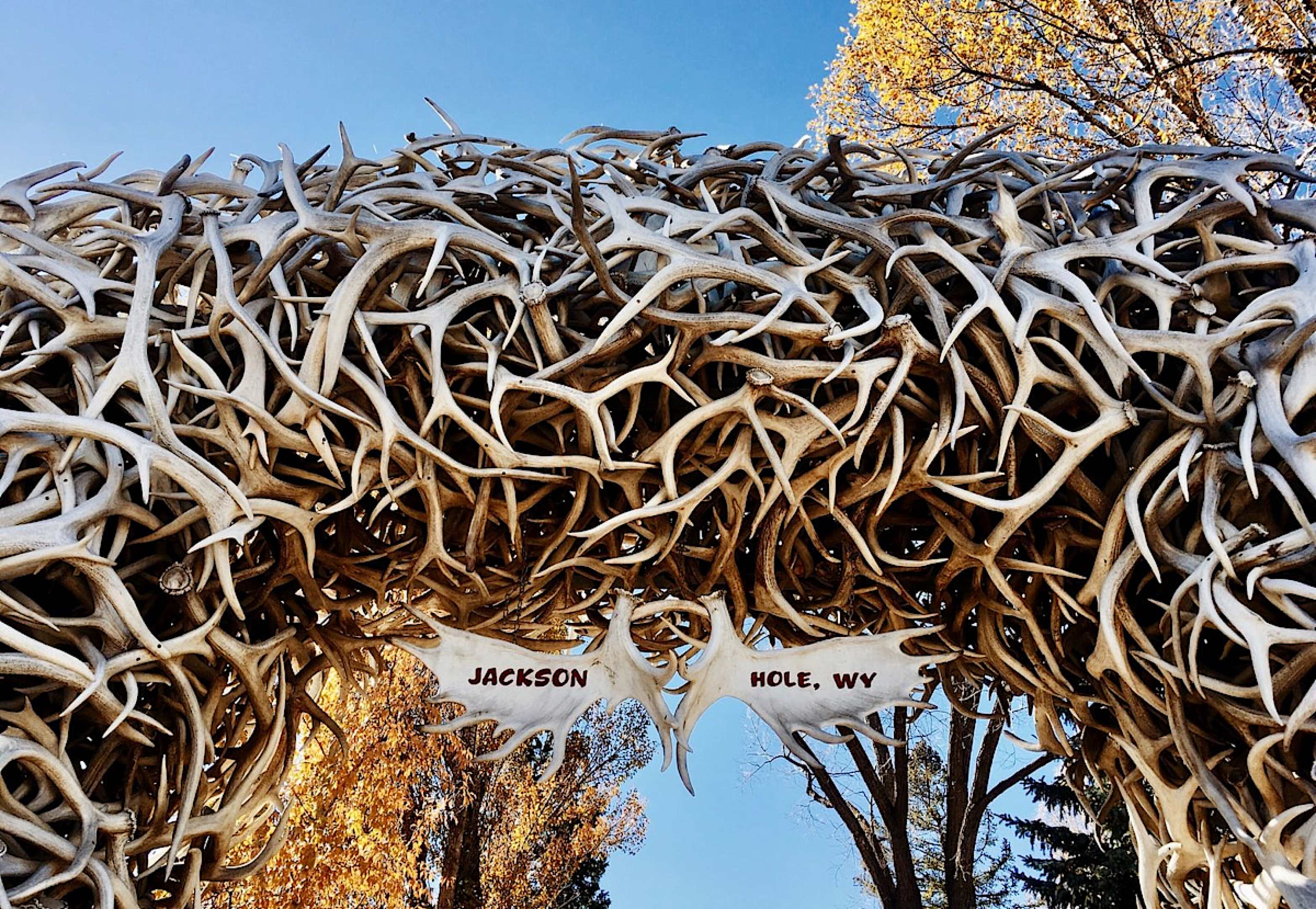 Antler Arch