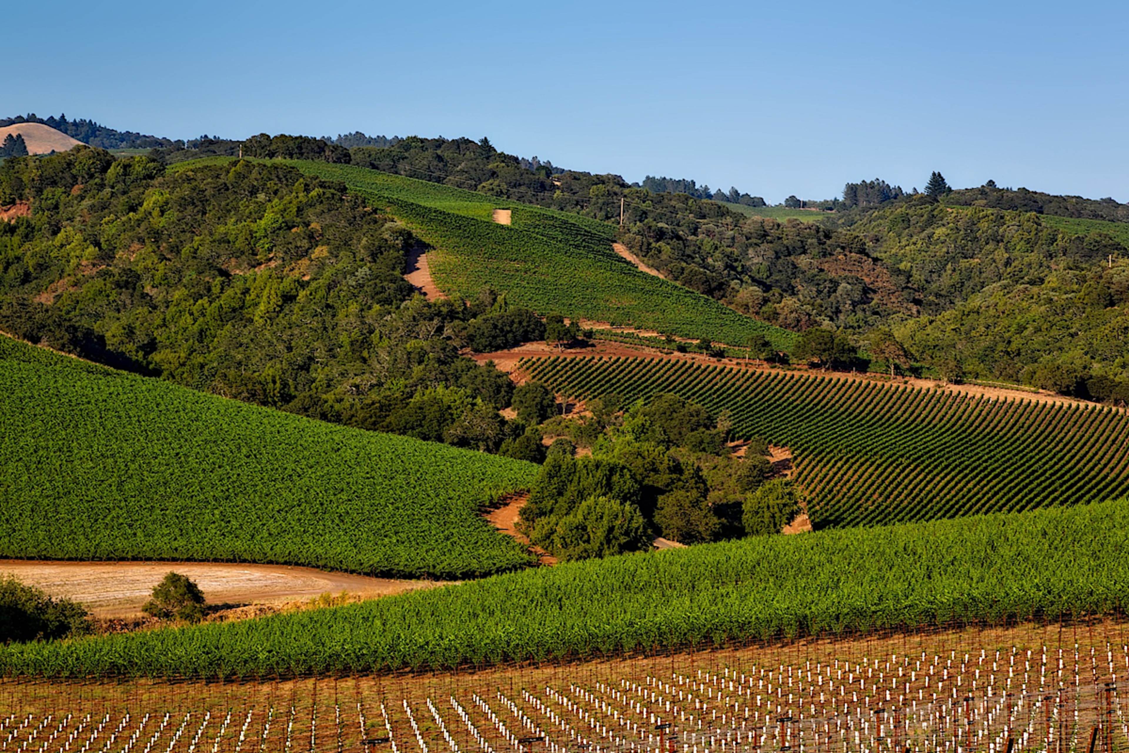 Napa Valley Vineyard