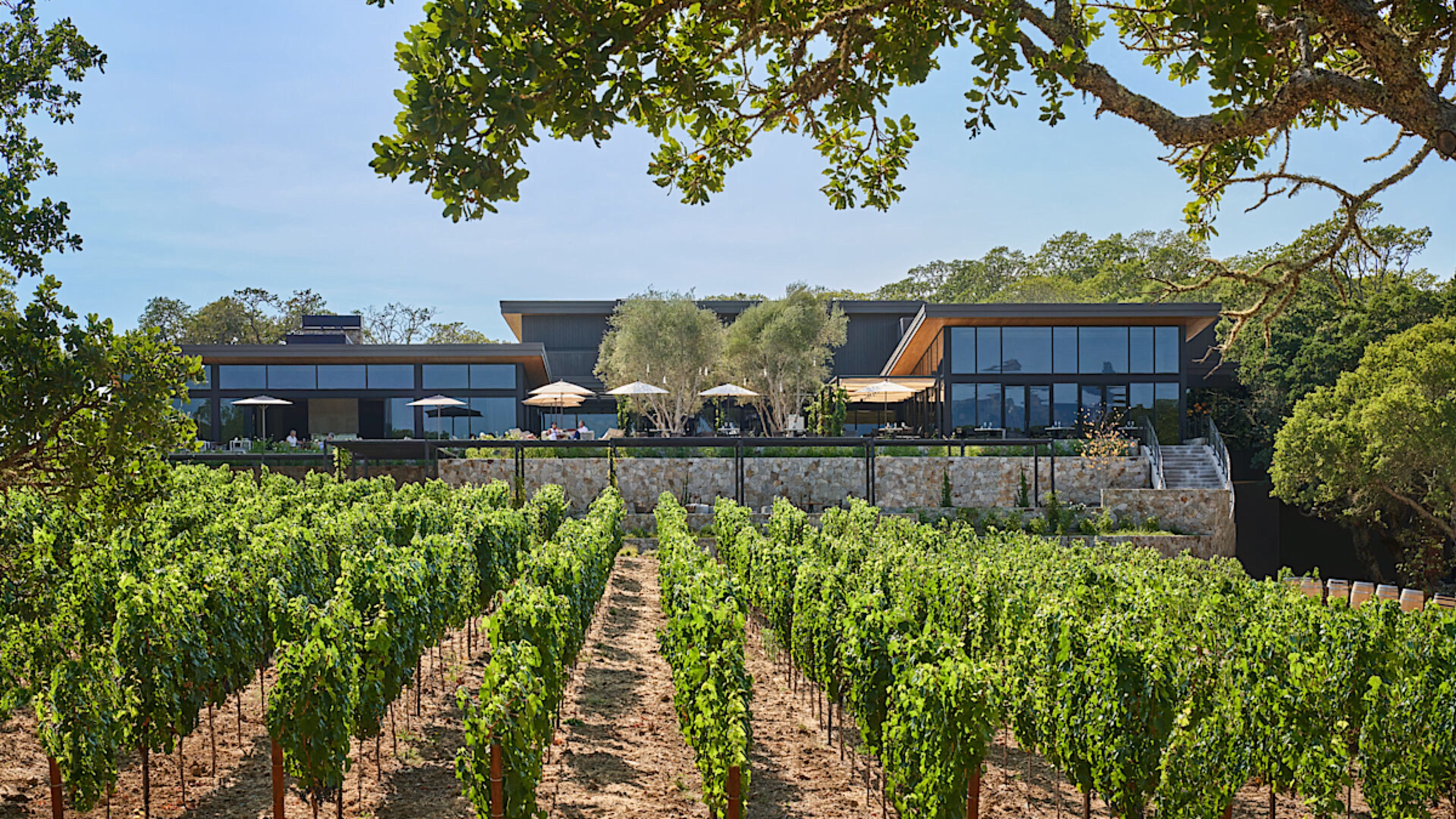 Vineyard