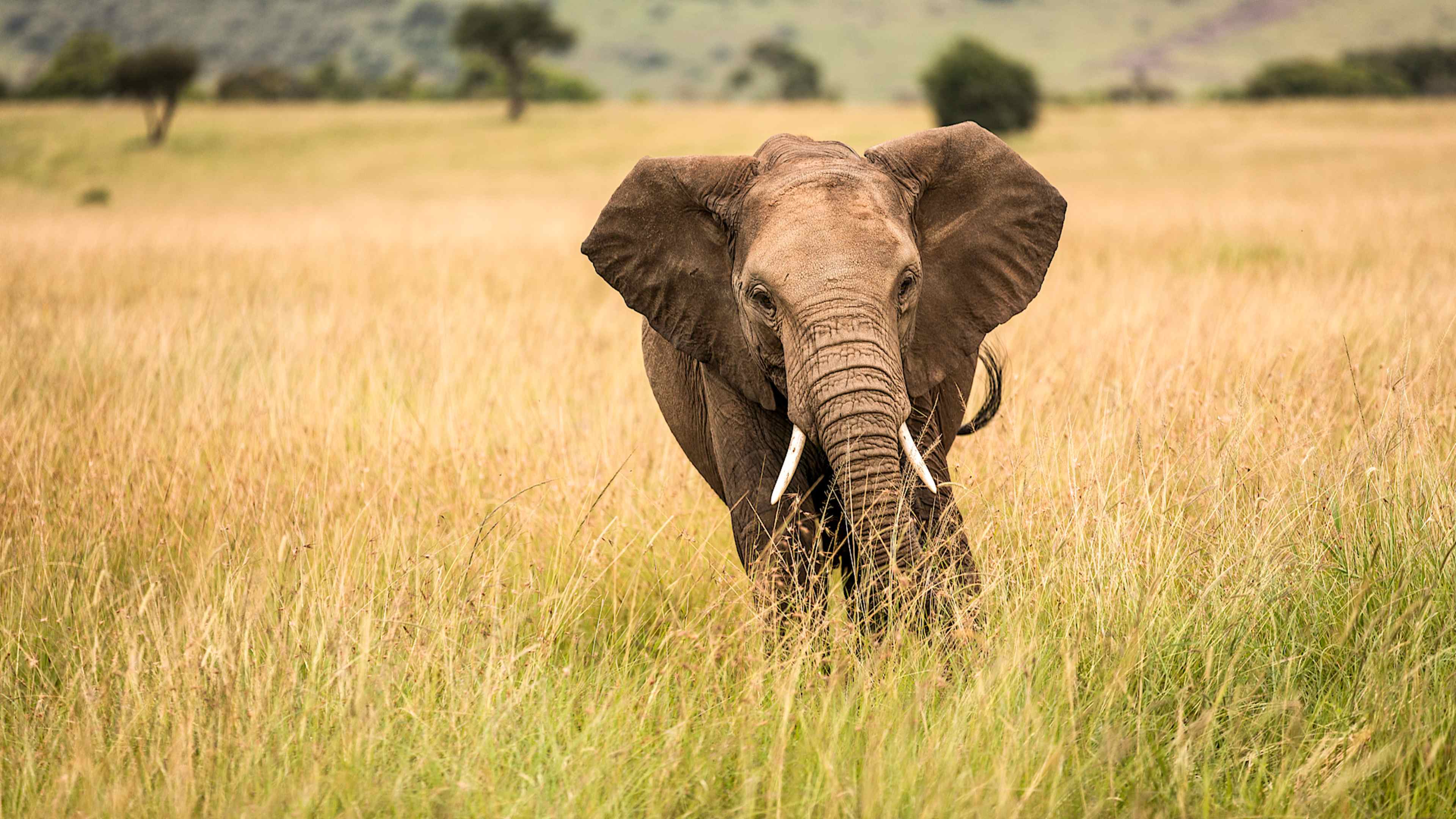 Explore Tanzania with private guides and a tailor-made itinerary.
