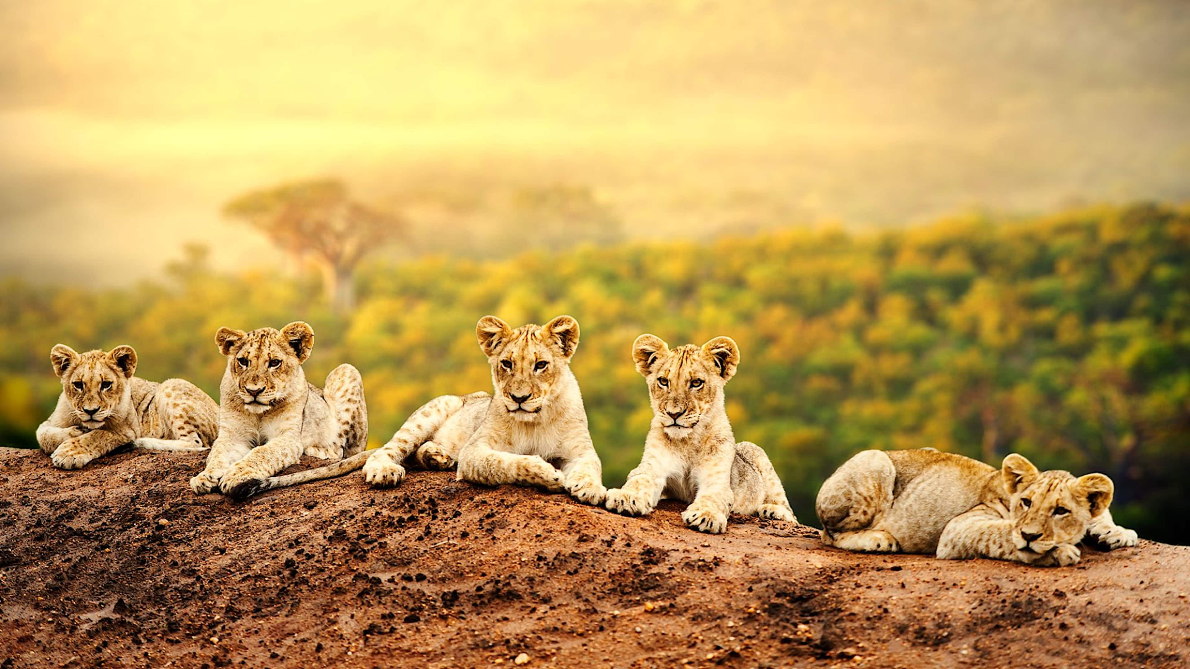 Explore Africa with private guides and a tailor-made itinerary.