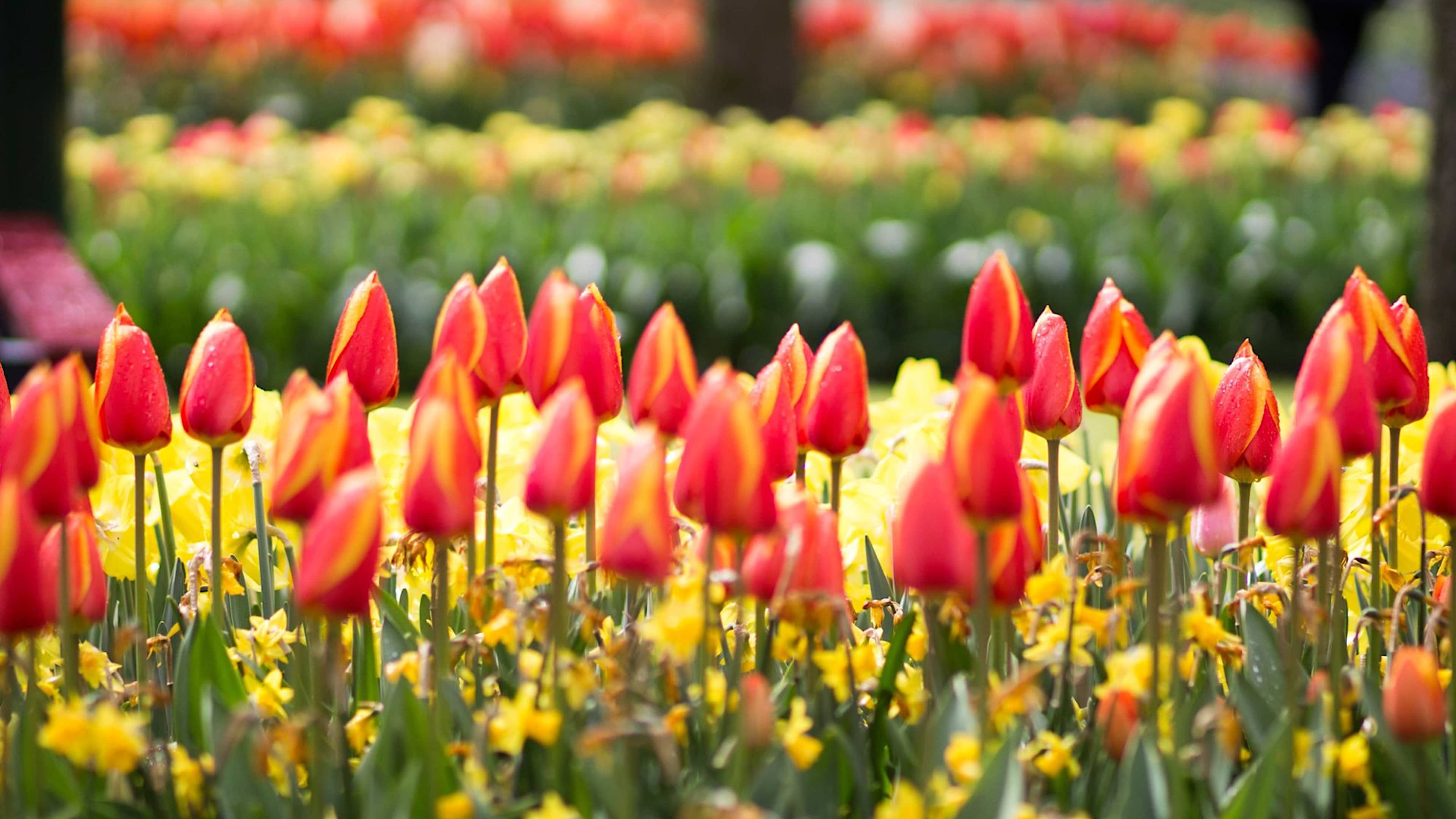 The Best Tulip Season Cruises & Tours, Paired with Private Tours, Pre & Post.
