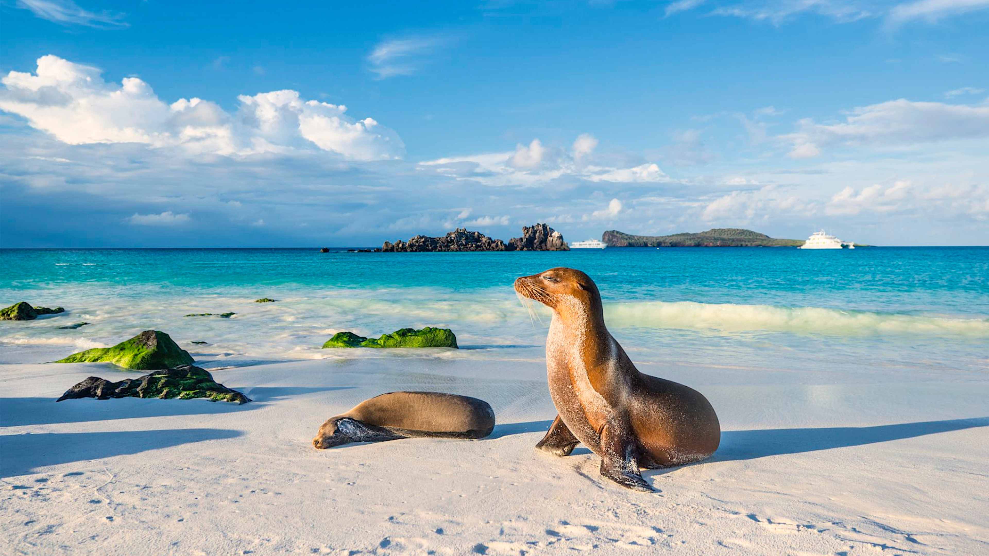 Explore Galapagos by cruise or land with private guides and a tailor-made itinerary.