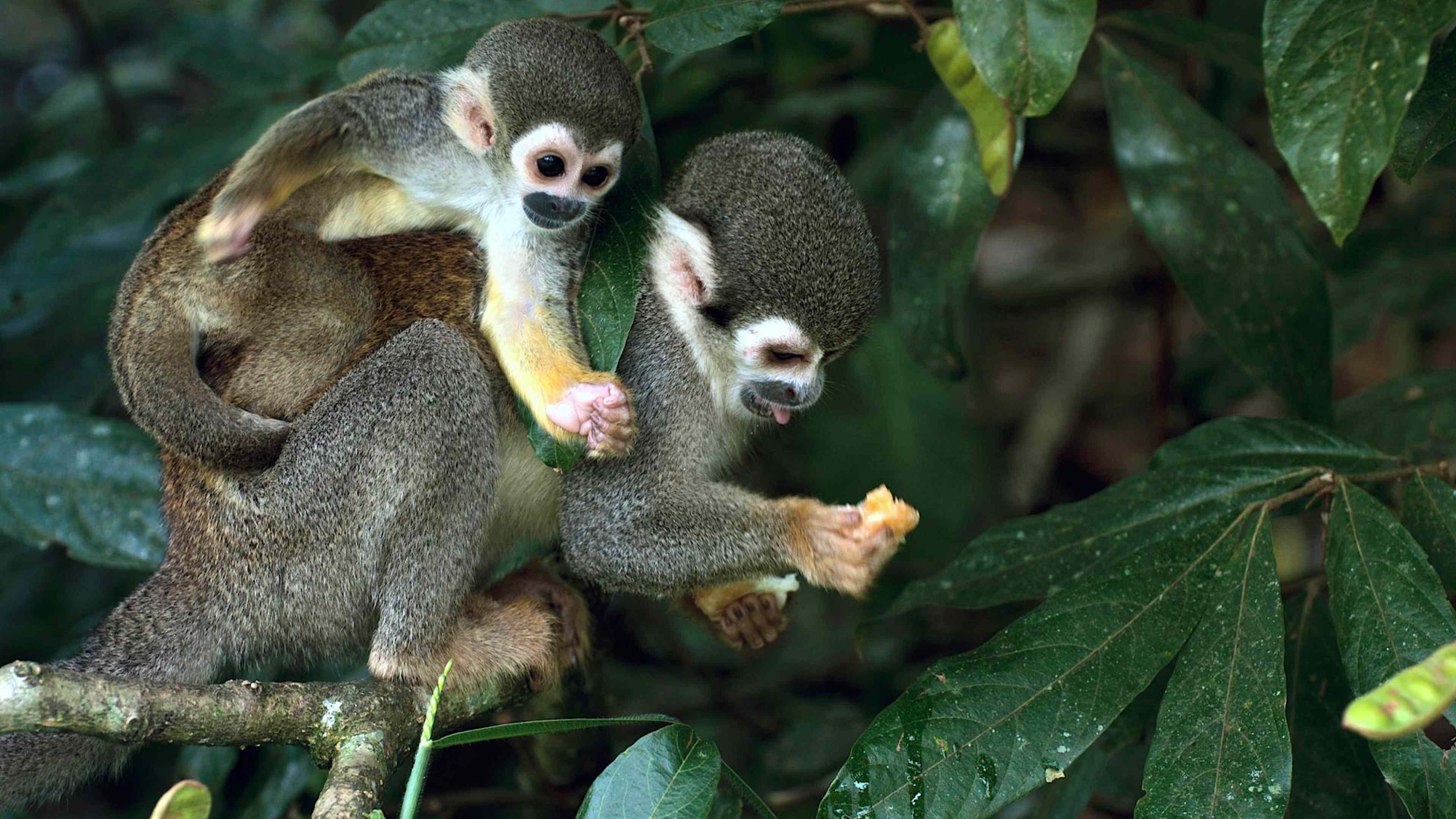 Explore Peru & The Amazon with private guides and a tailor-made itinerary.