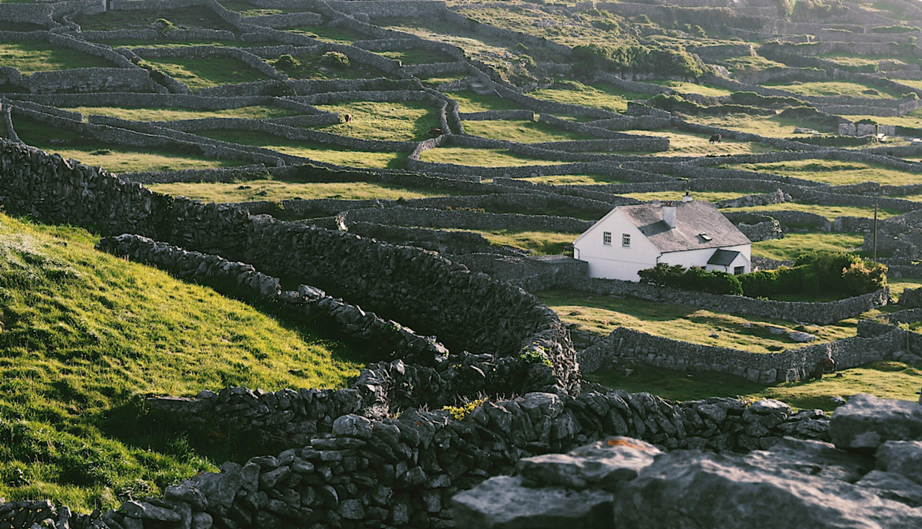 Ireland's Rugged Beauty and Biodiversity