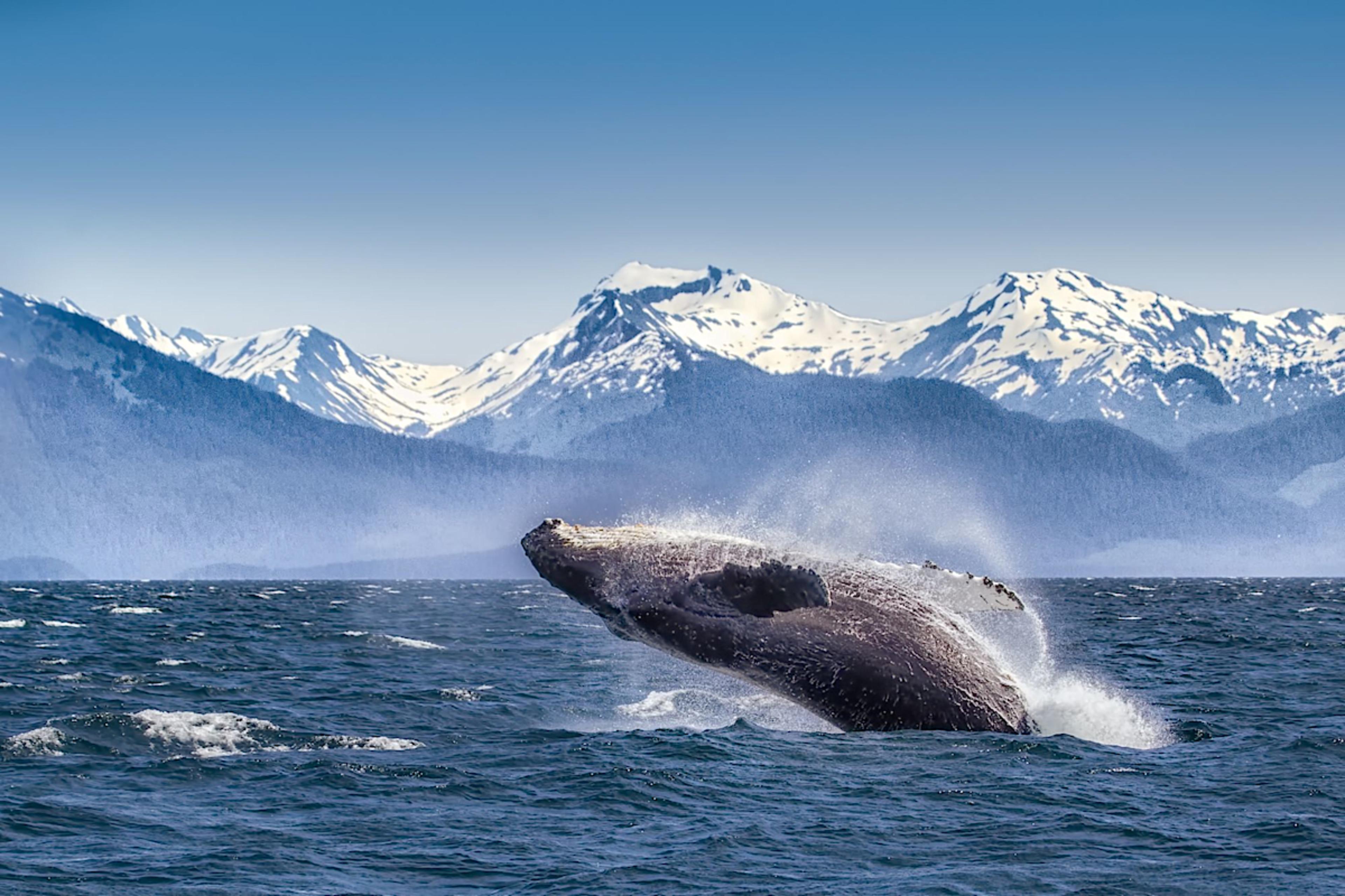 The Ultimate Antarctica Cruise & Private Tour Experience