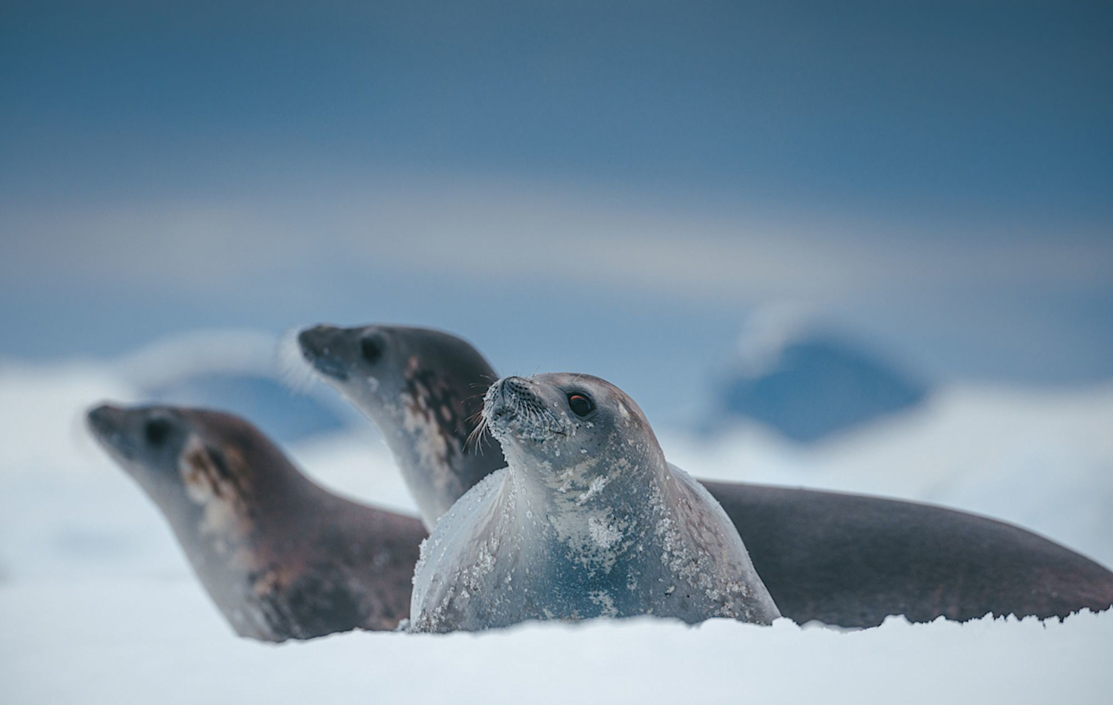 David Merron Photography The Ultimate Antarctica Cruise & Private Tour Experience