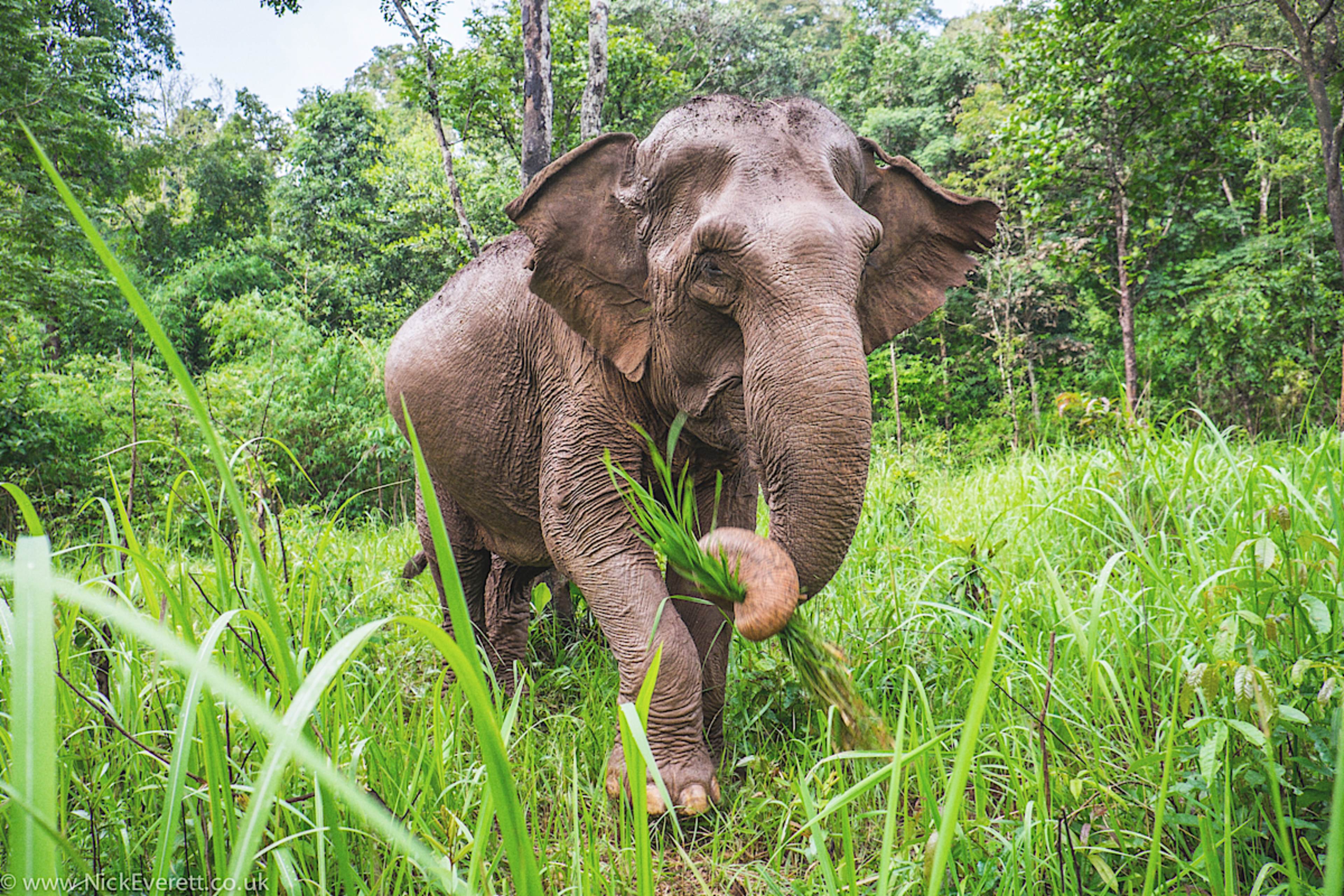 Nick Everett The Ultimate Mekong River Cruise & Private Tour Experience