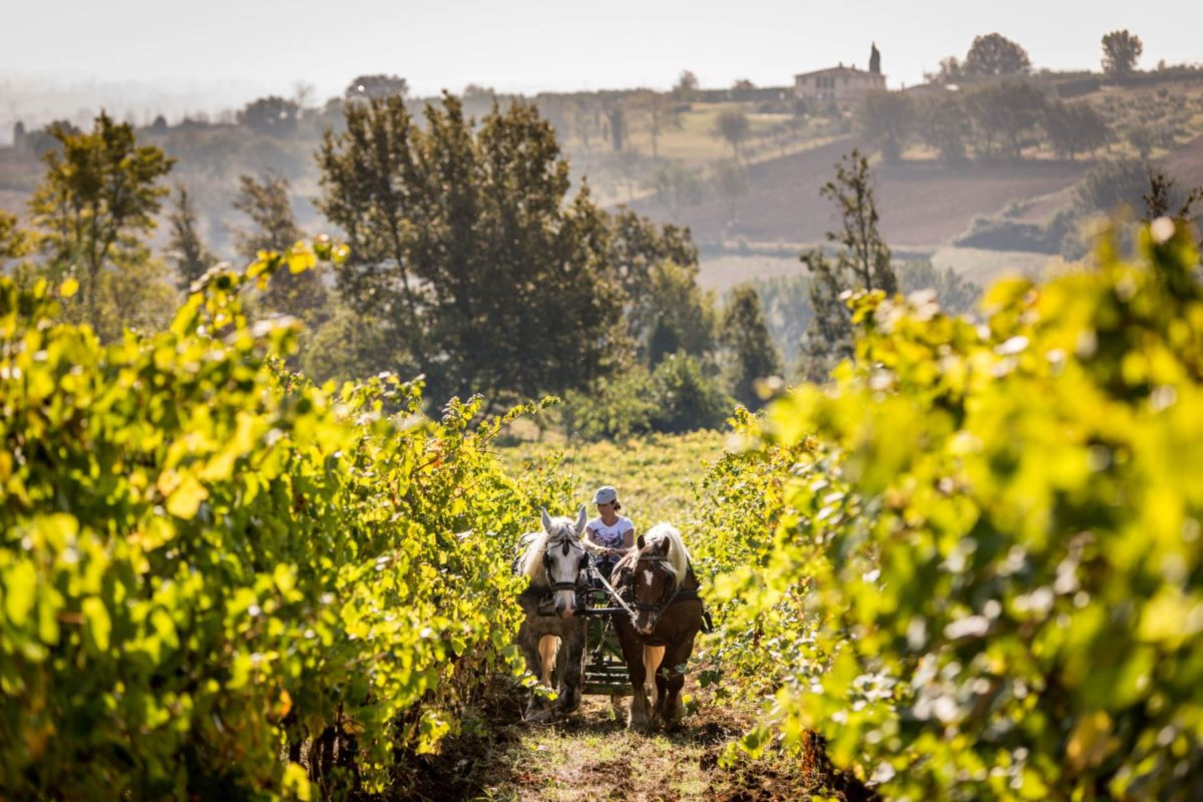 © 2026 Di Filippo Rolling Hills, Medieval Towns & Tranquil Countryside