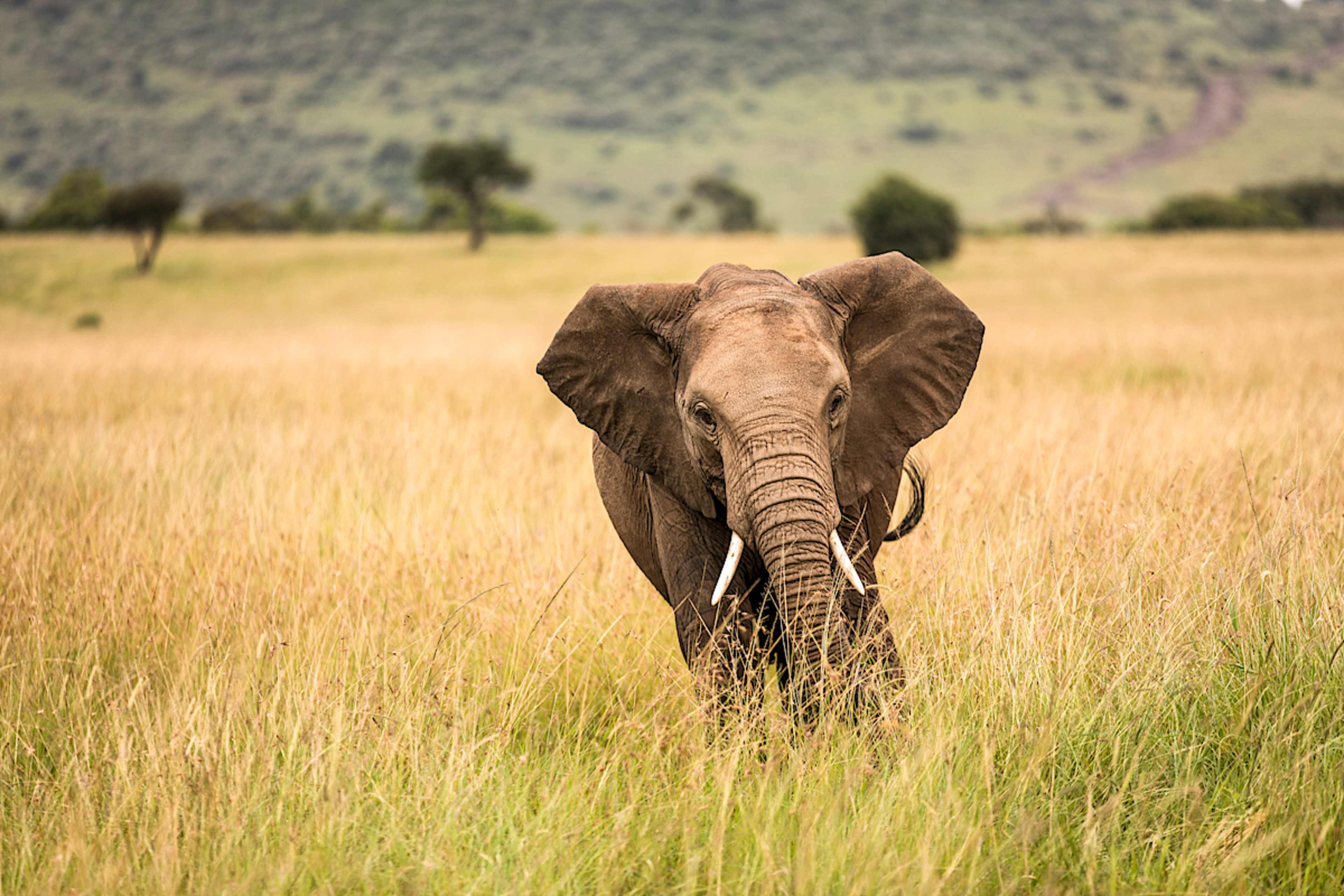 Explore Tanzania with private guides and a tailor-made itinerary.