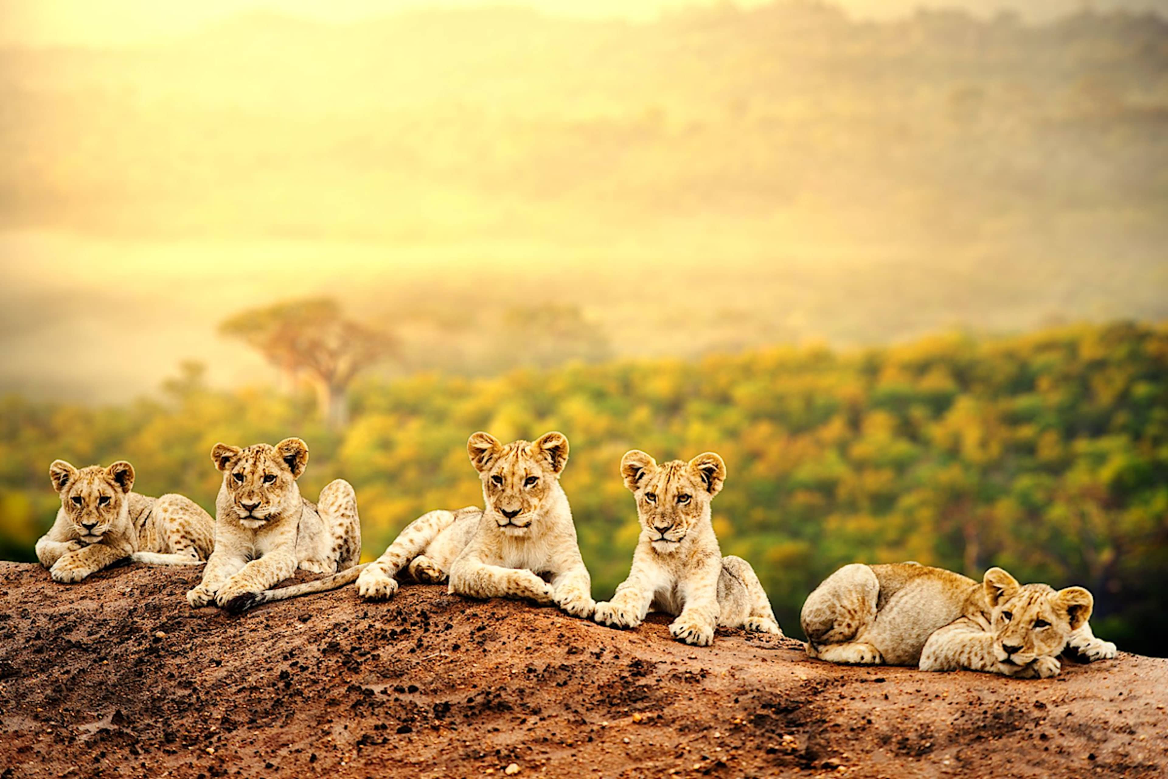 Explore Africa with private guides and a tailor-made itinerary.