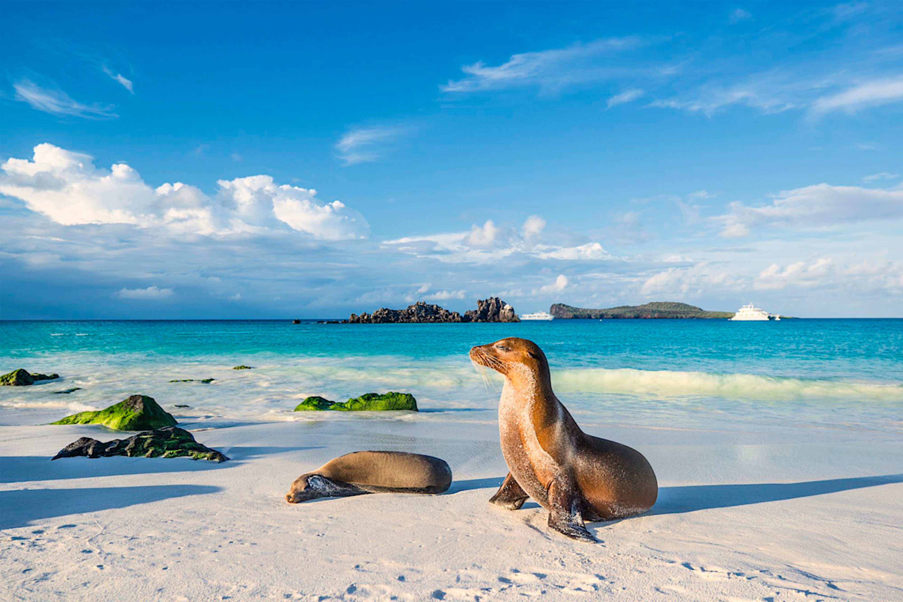 Explore Galapagos by cruise or land with private guides and a tailor-made itinerary.