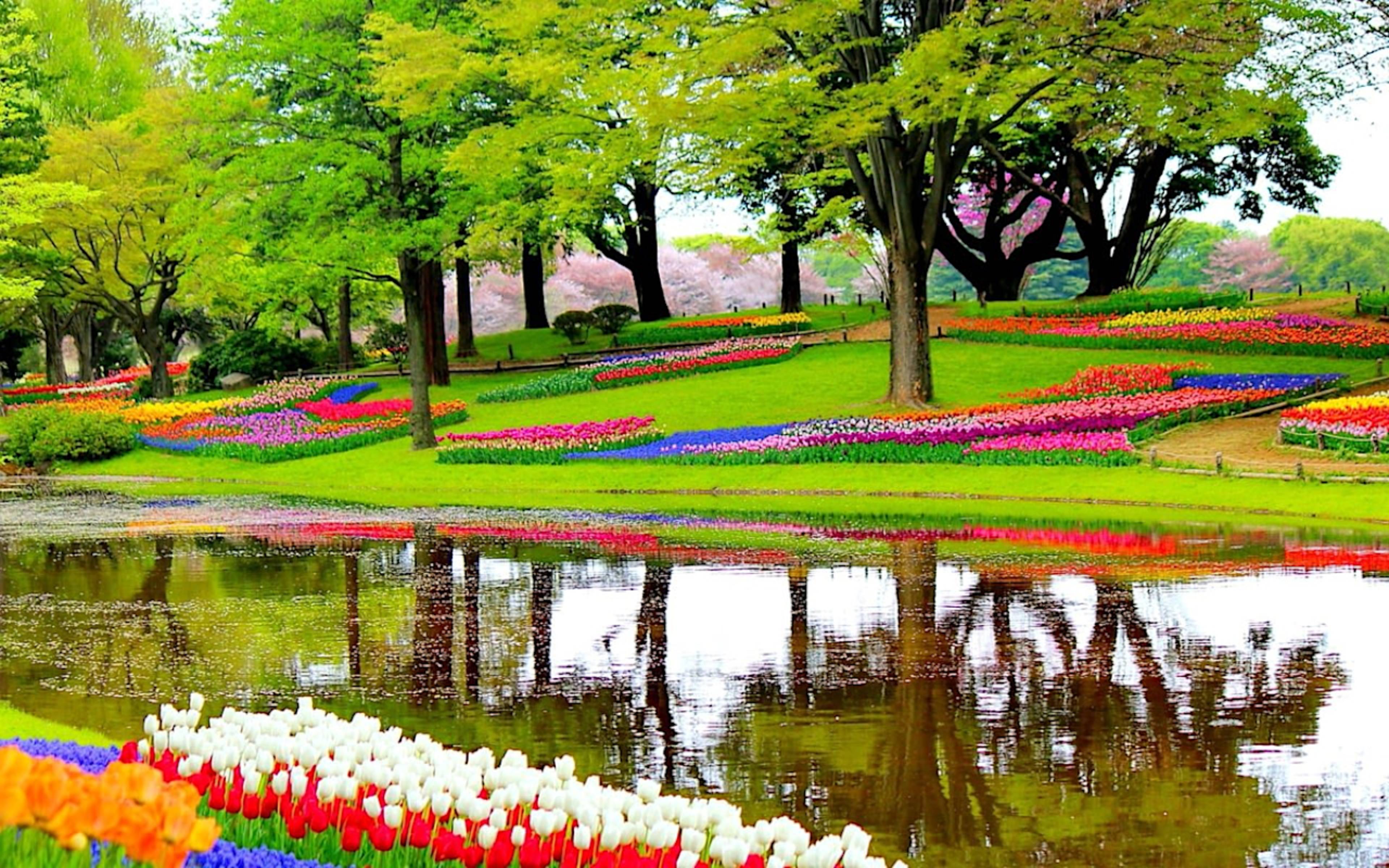 Dutch Tulips and Waterways of Holland