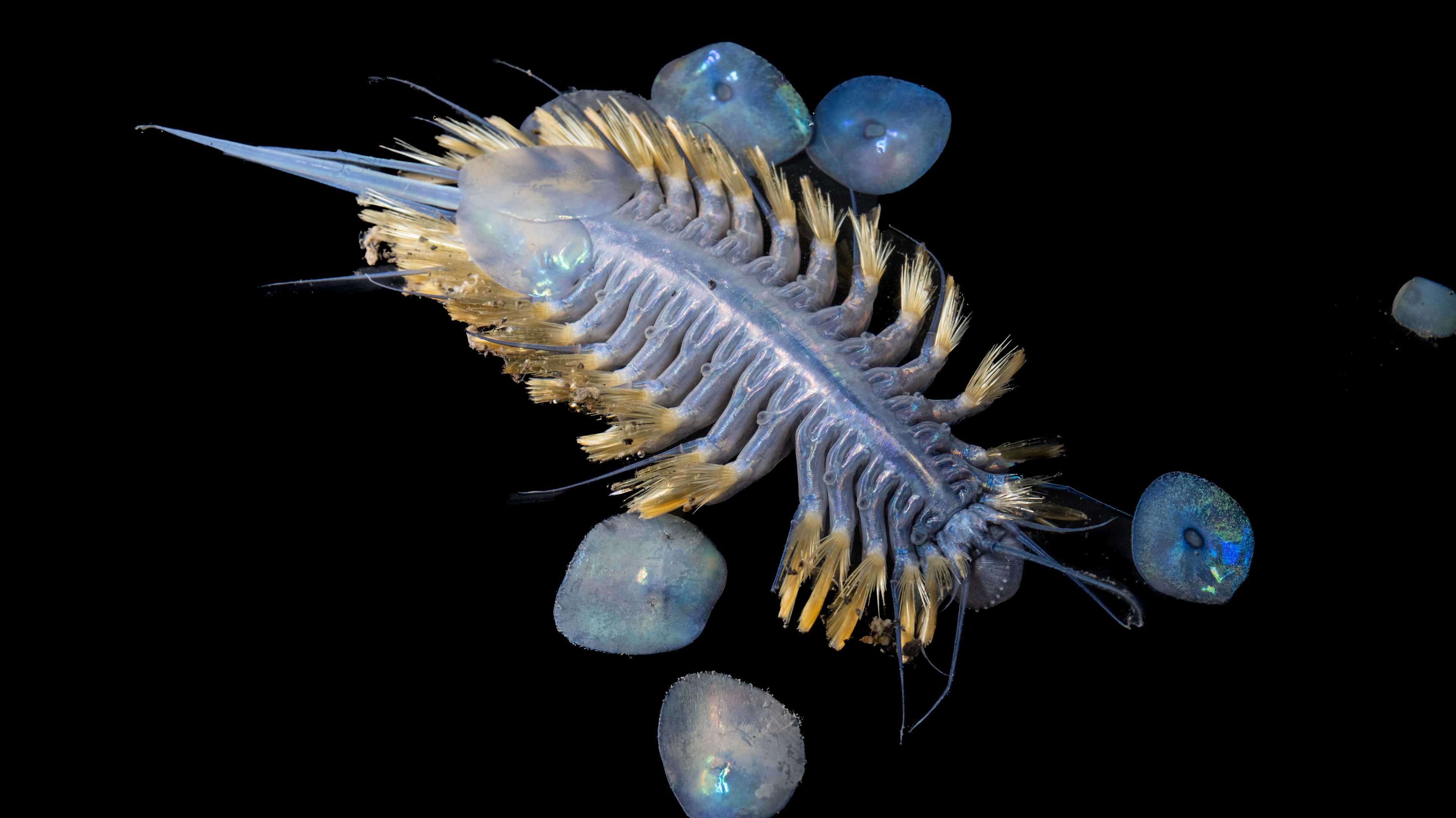 Ocean Census