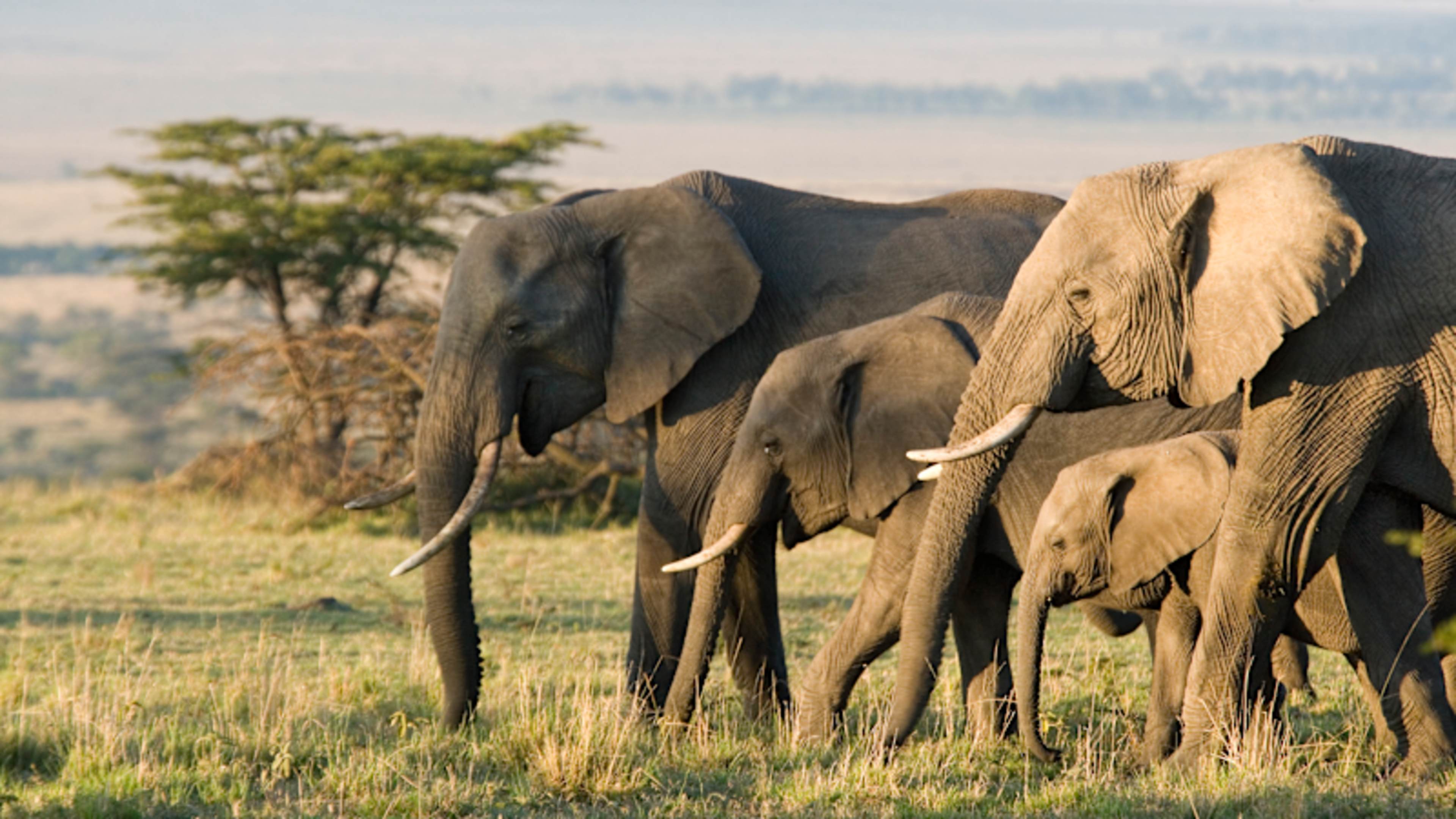 Kenya Safari & Seychelles Island Paradise