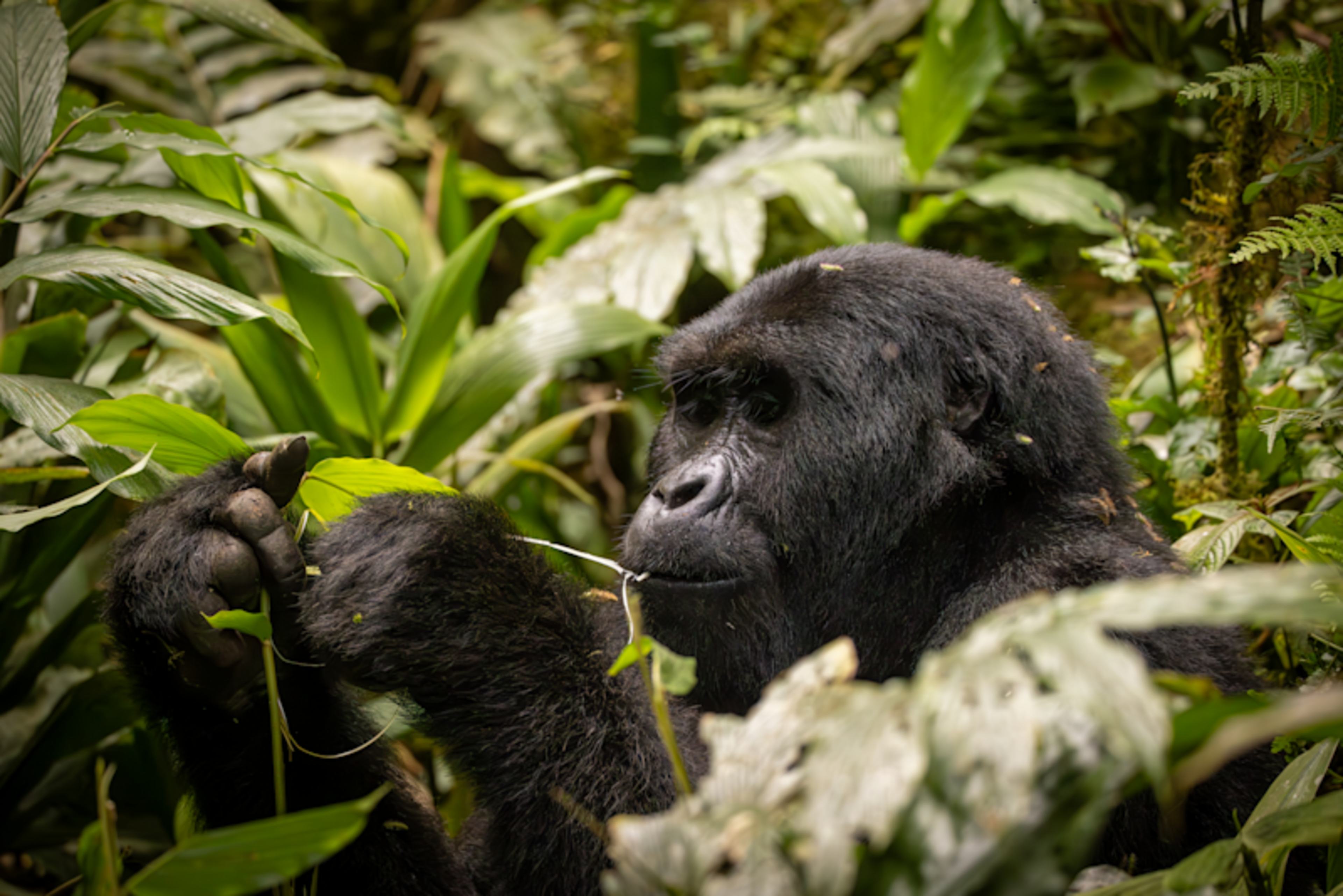 Rare Encounters: Primates of Madagascar & Uganda