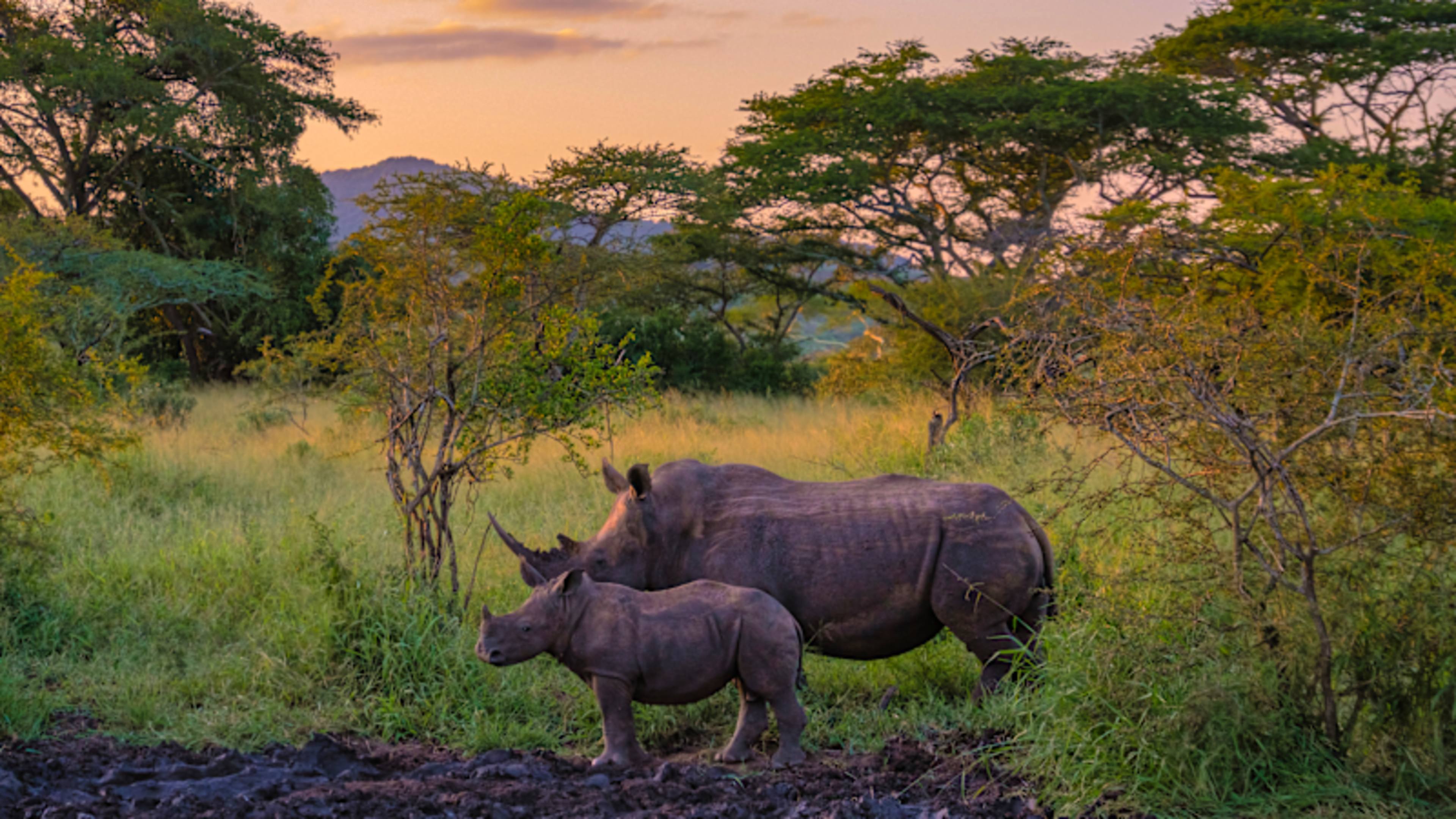 Rwanda Gorilla Trekking & Kruger Safari