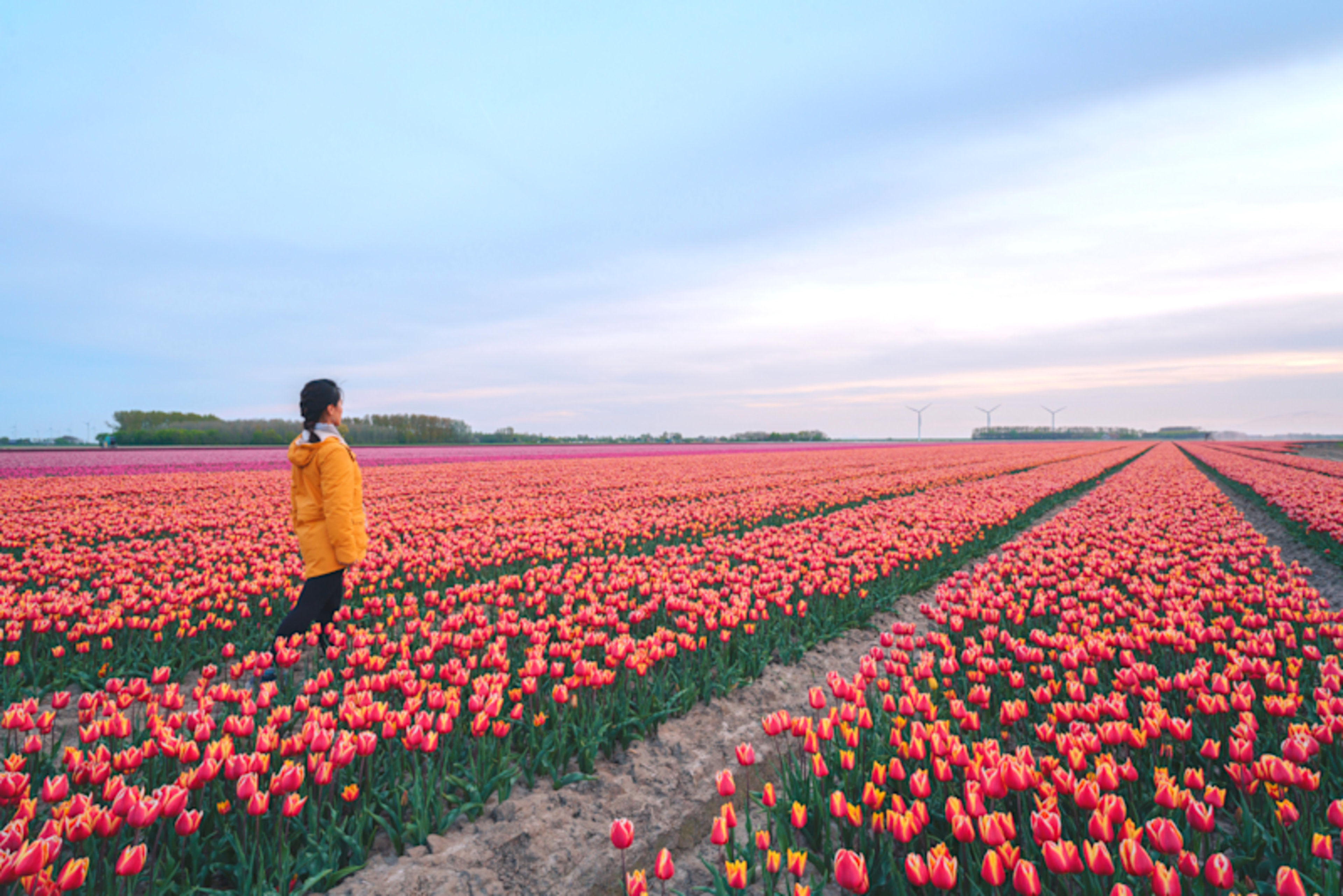 Tulips, Gardens & Keukenhof