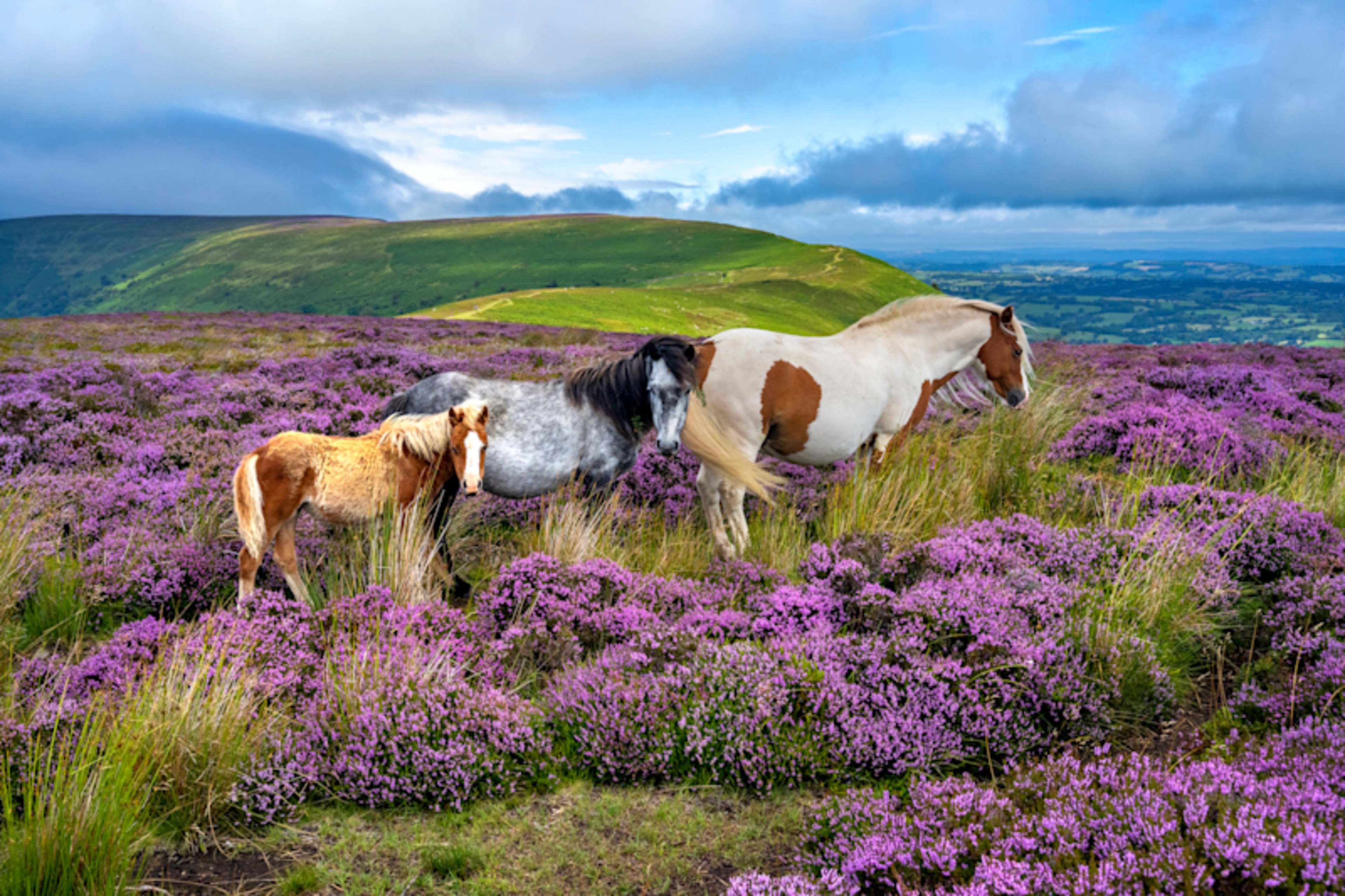 The Wilds of Wales Unveiled