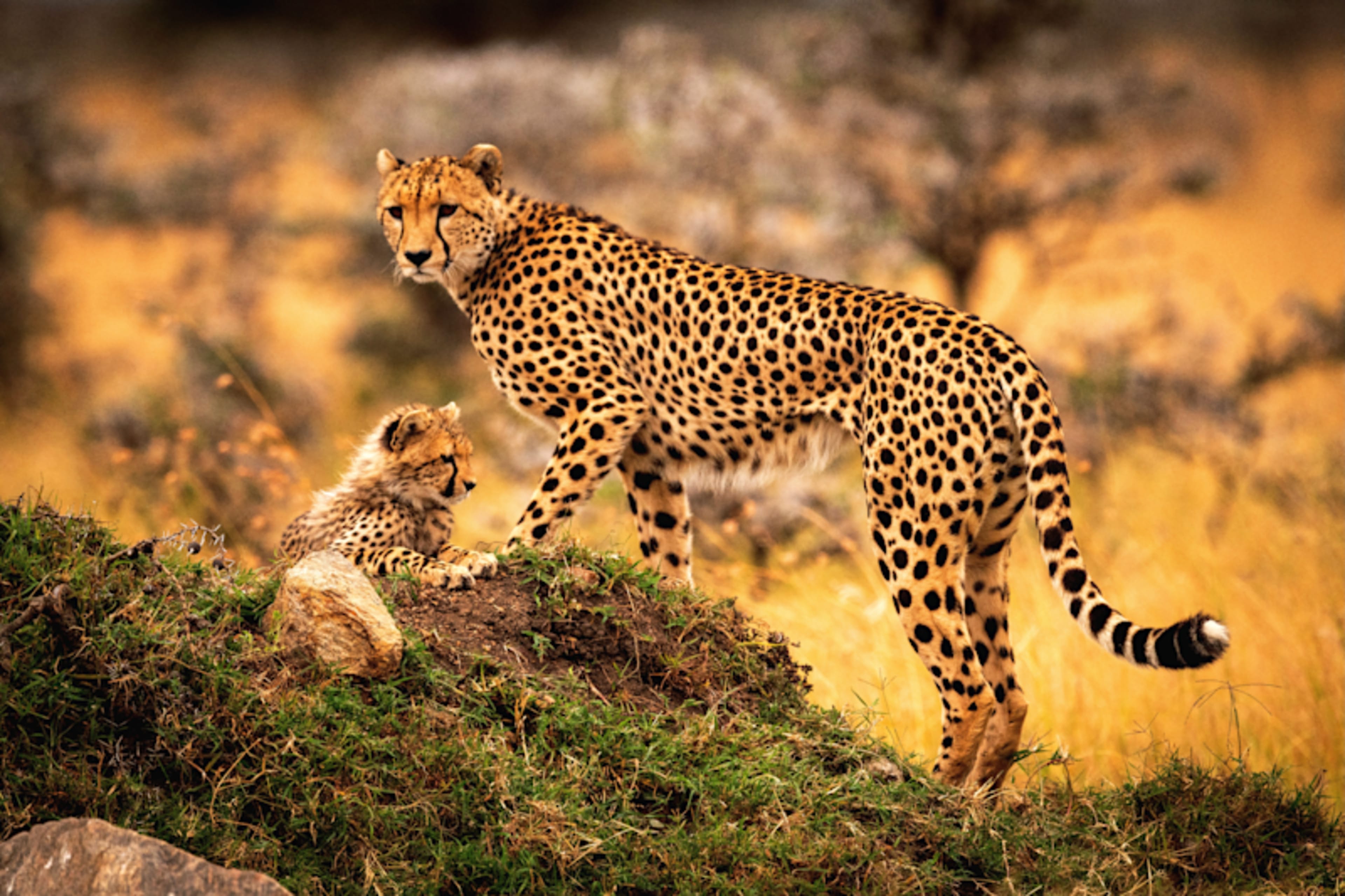 Ultimate Kenya Safari: Rare Species & Starry Nights