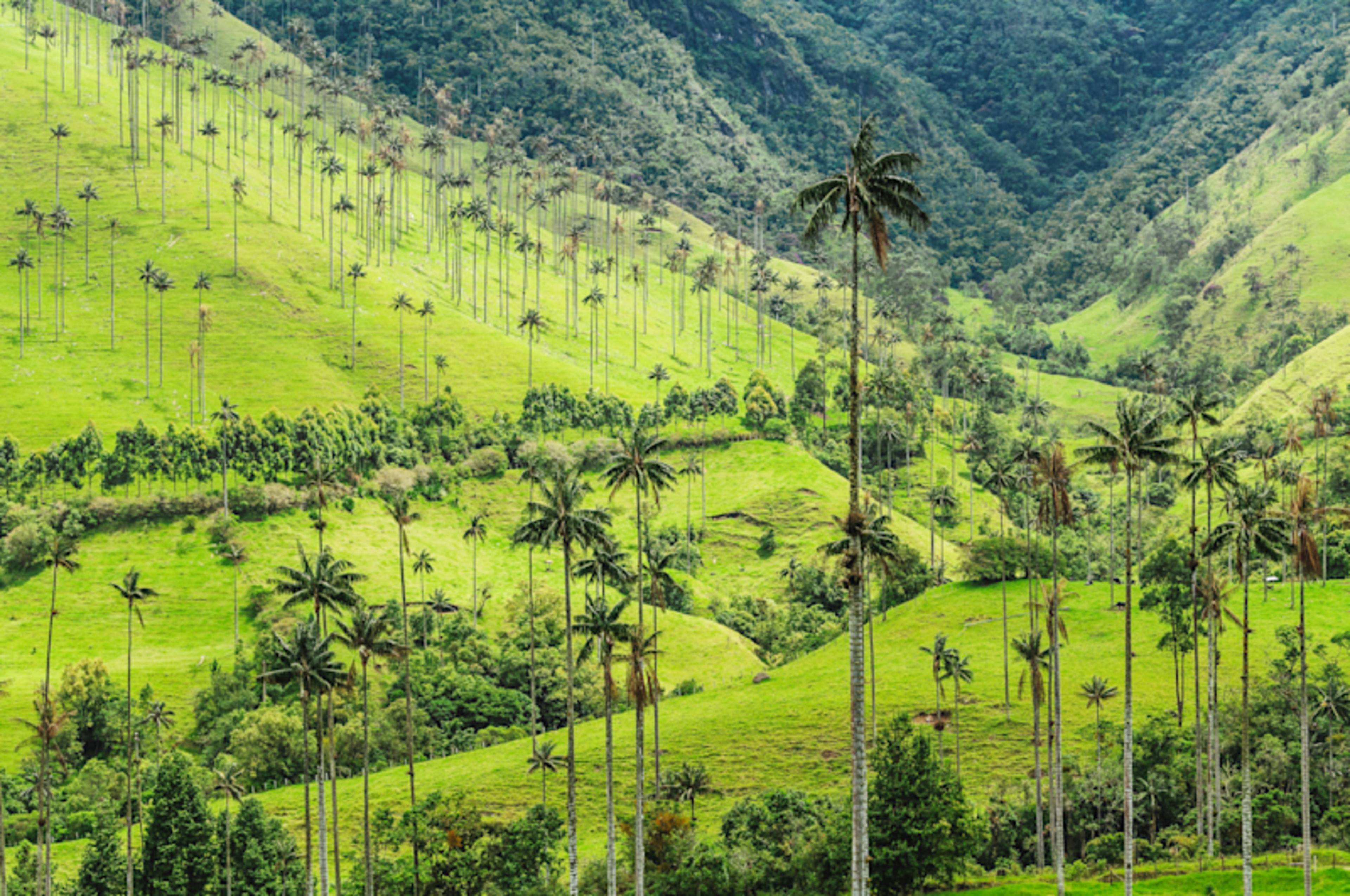 Complete Colombia: Culture, Coffee & Coastline