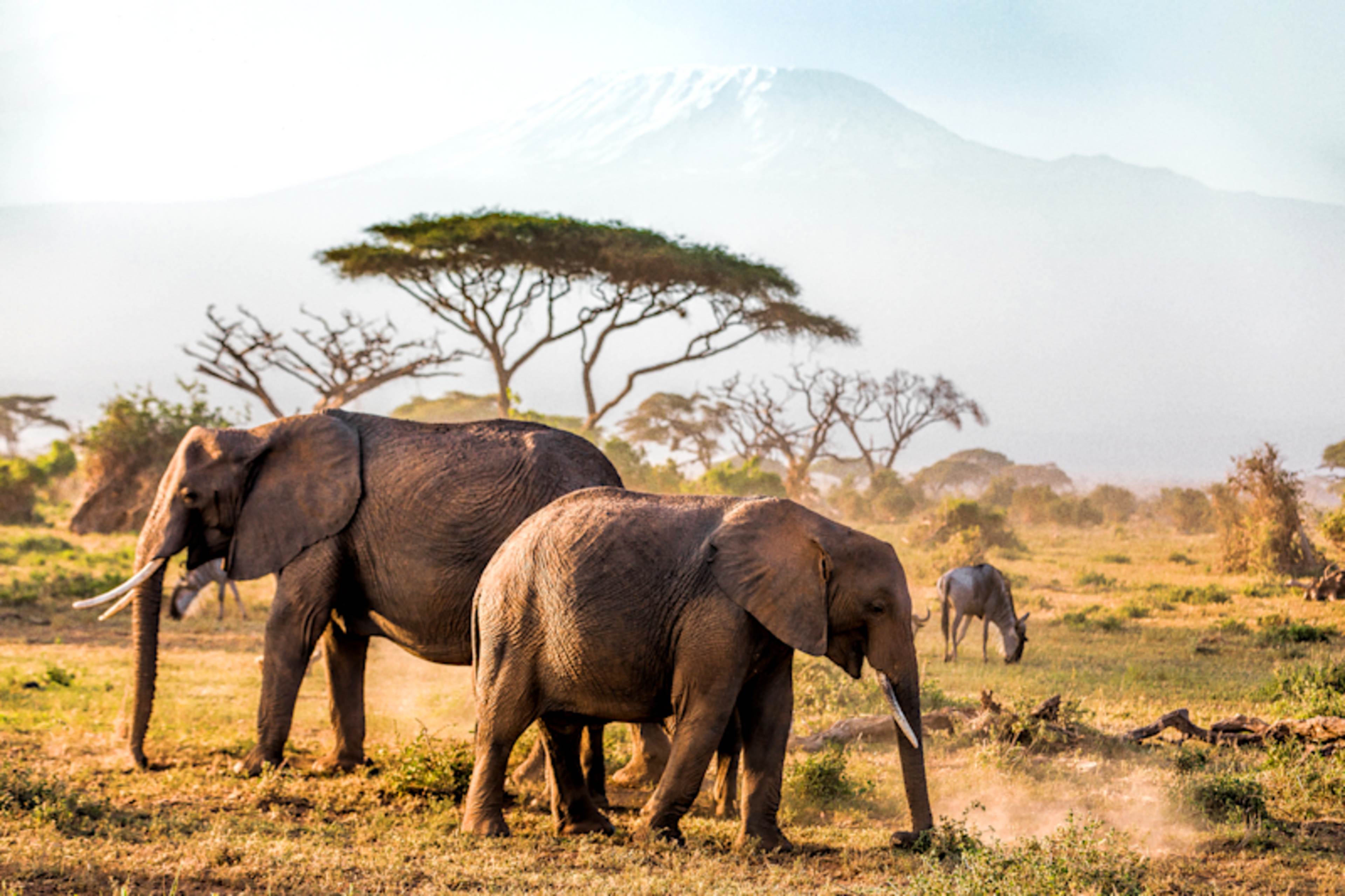 Kenya and Tanzania Game Tracker 