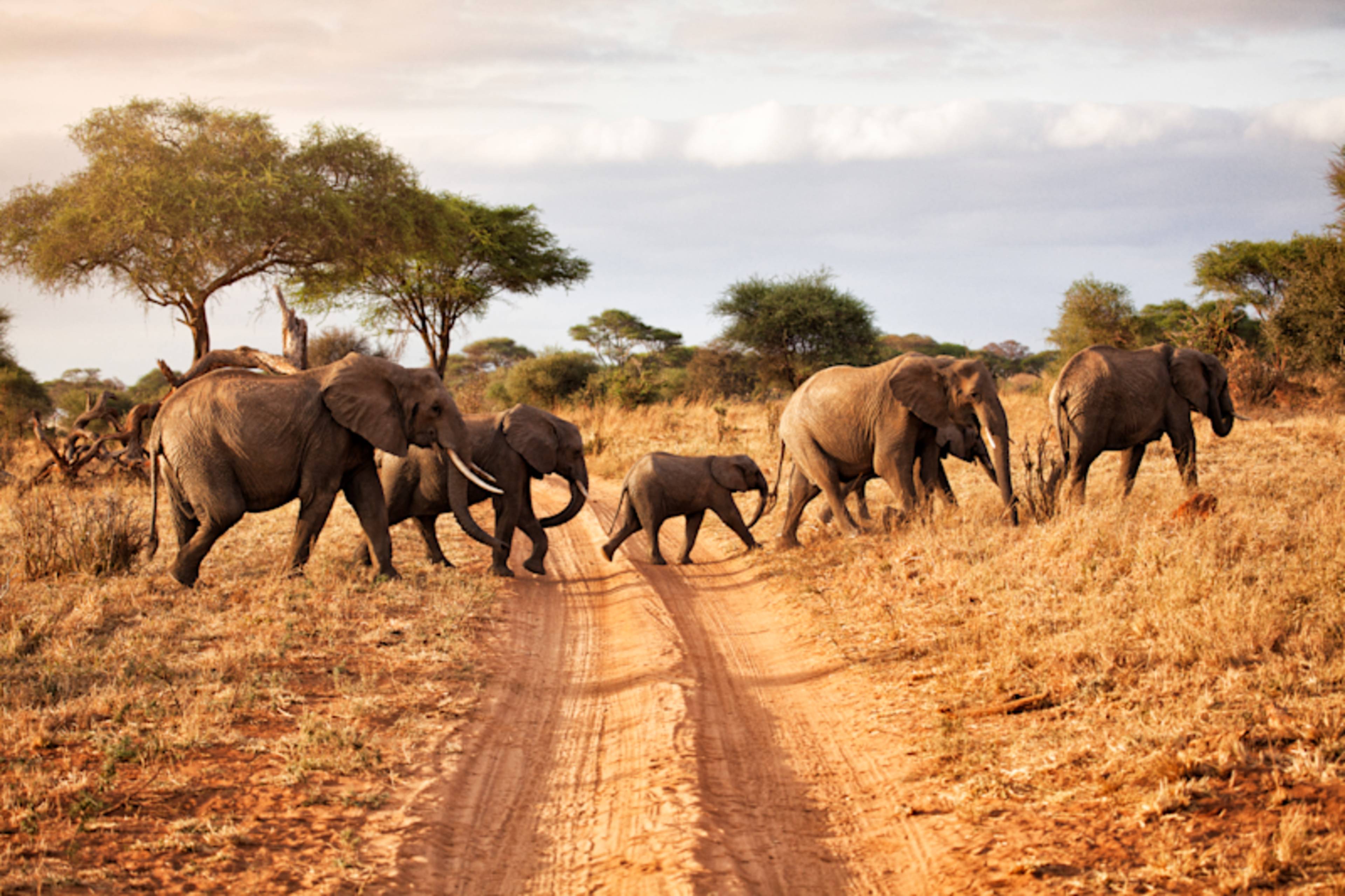 Tanzania Bucket List Safari: Crater & Big Five