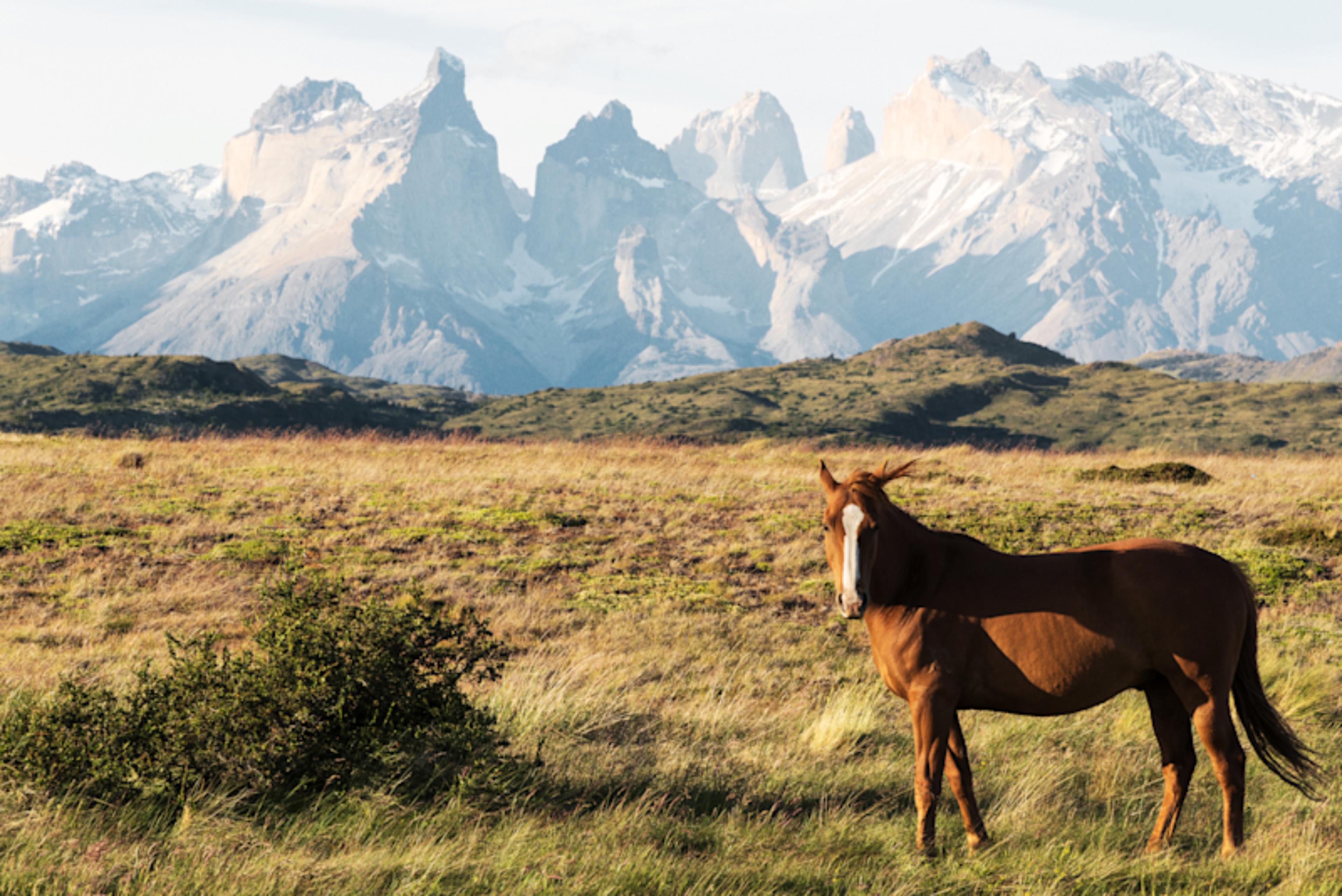 Patagonia Signature