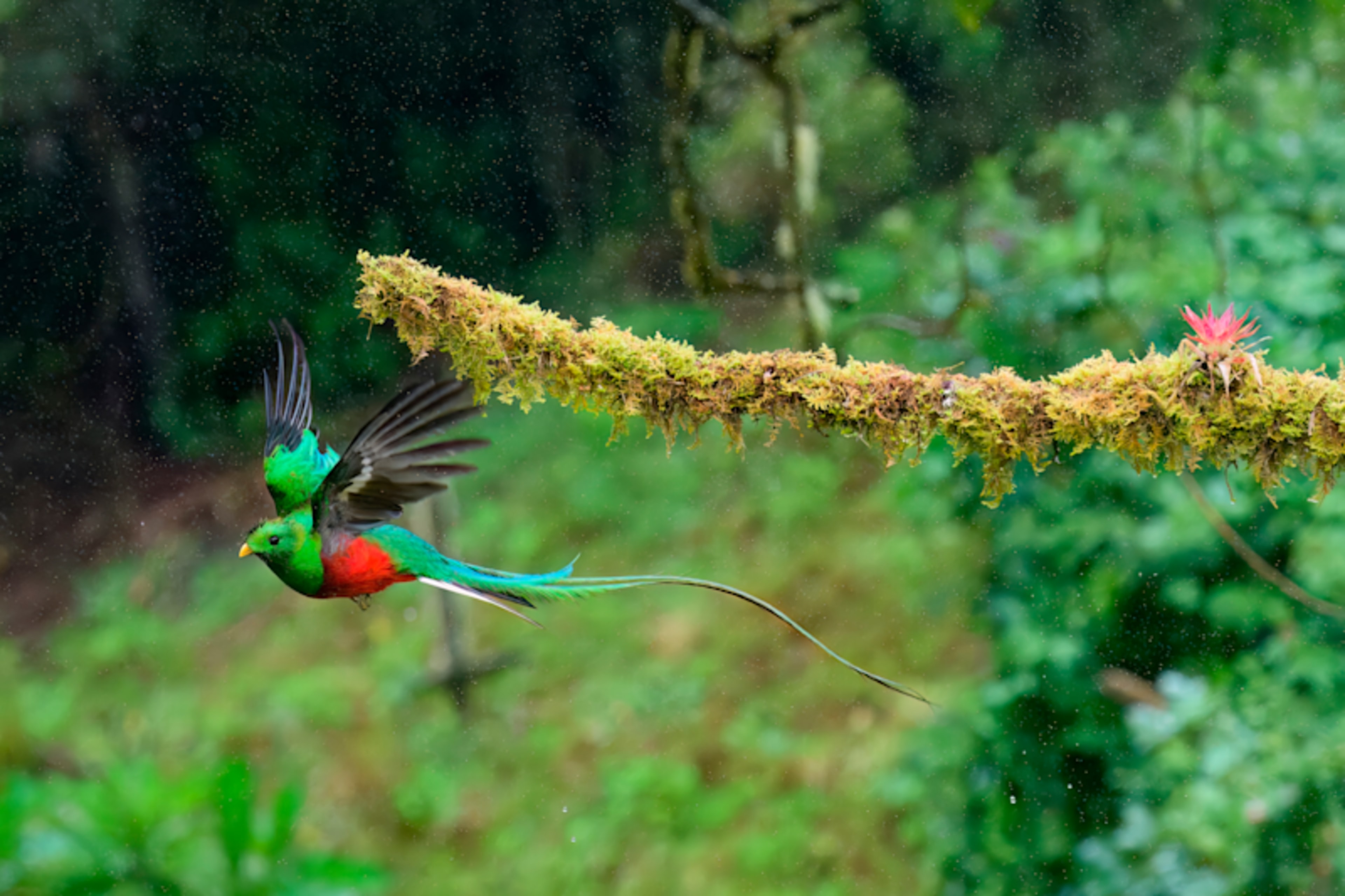 Costa Rica Birding Tour