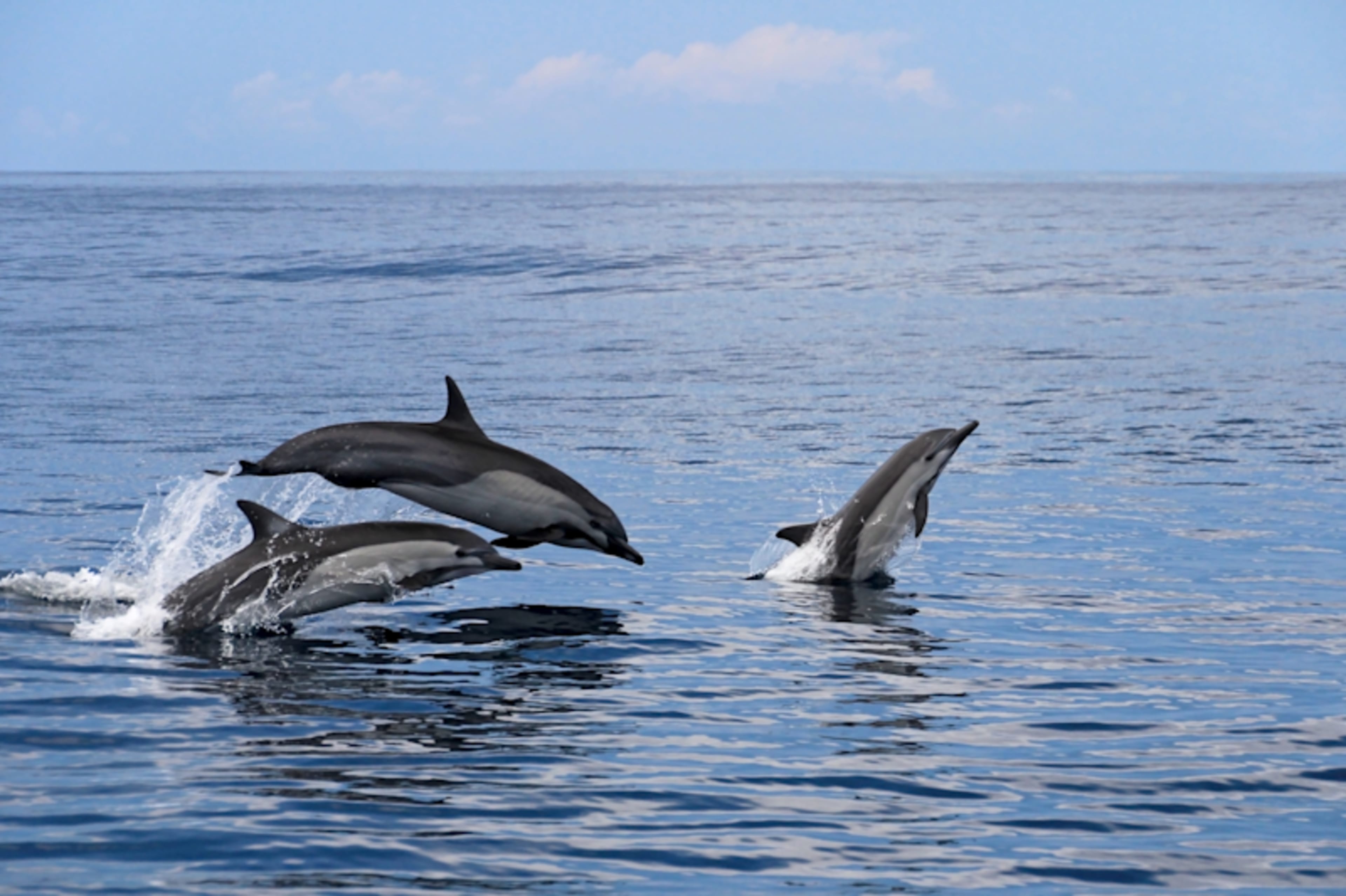 Costa Rica's Osa Peninsula & Reefs
