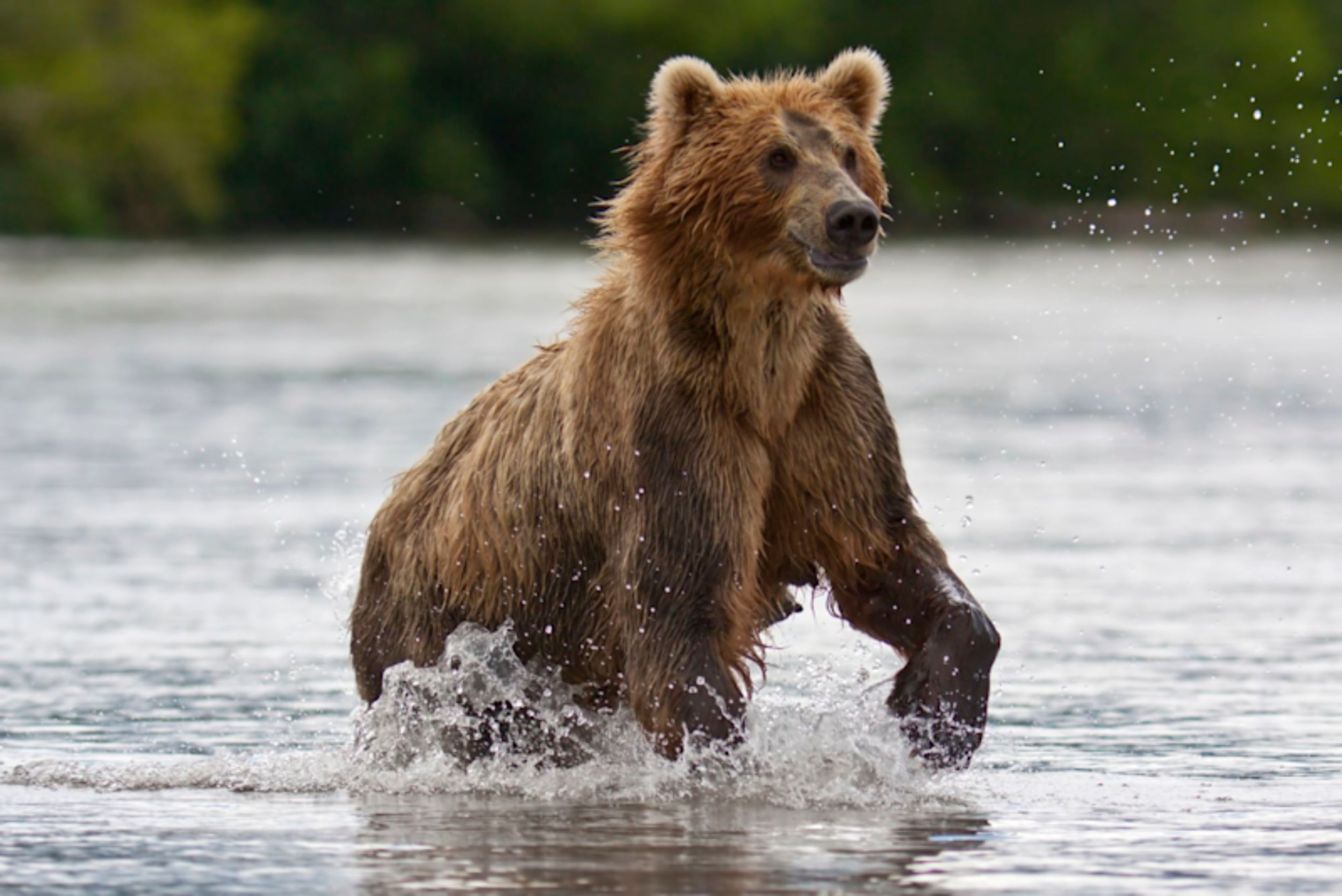 Wild British Columbia