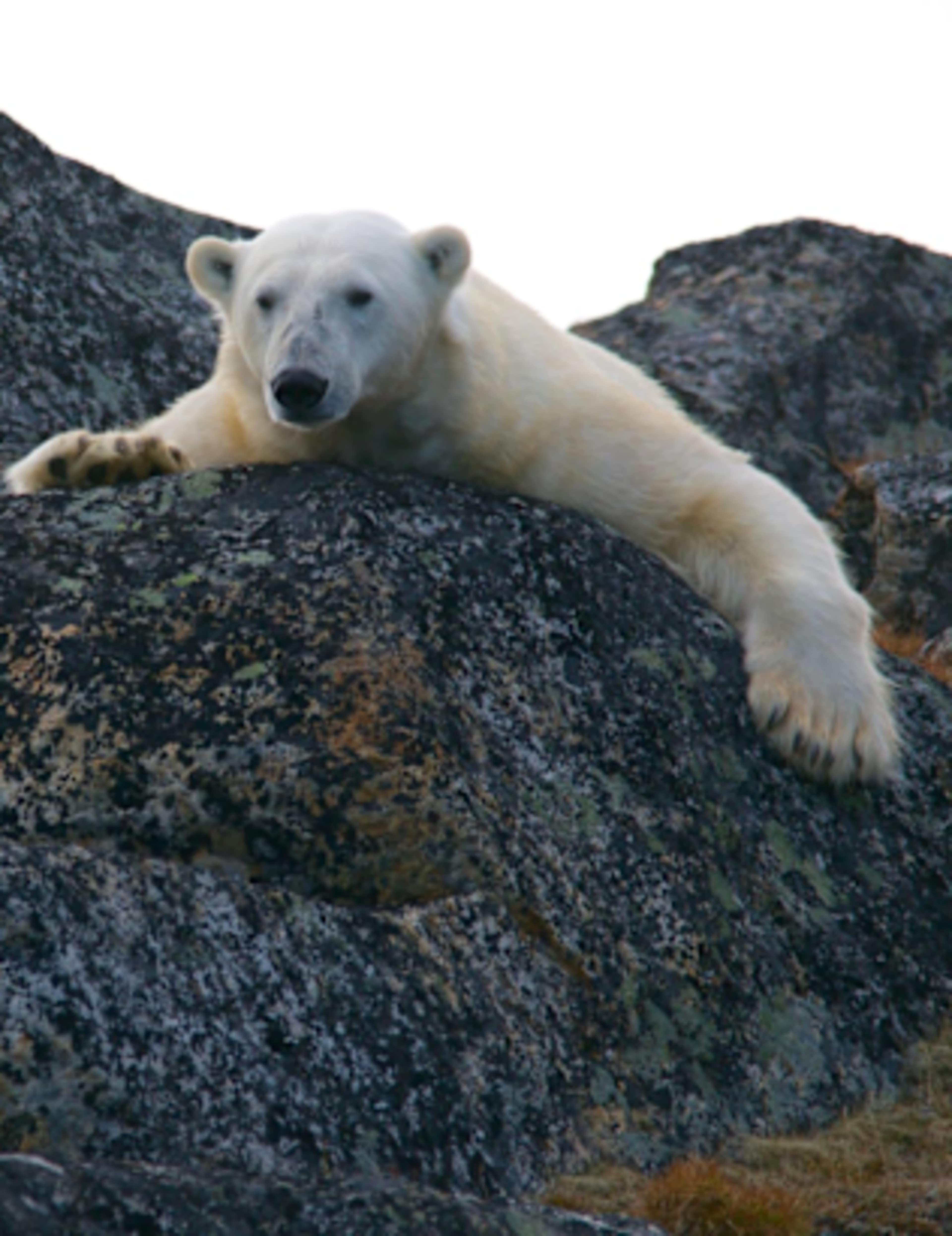 5 Captivating Experiences on an Arctic Voyage 