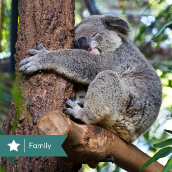 Australia Family: Koalas, Reef & Rainforest