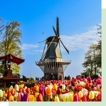 Dutch Tulips & Waterways  of Holland
