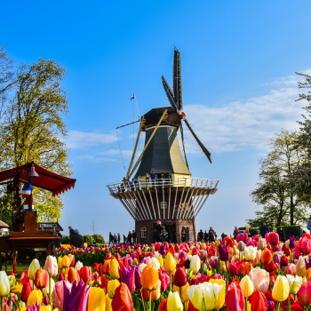 Dutch Tulips & Waterways of  Holland