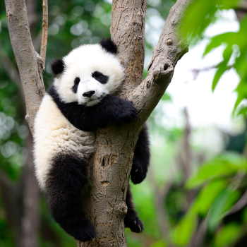 China Adventure and Panda Highlights