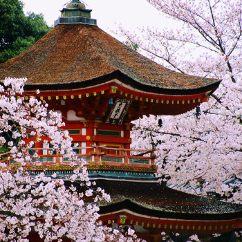 Japan: Cherry Blossom Edition