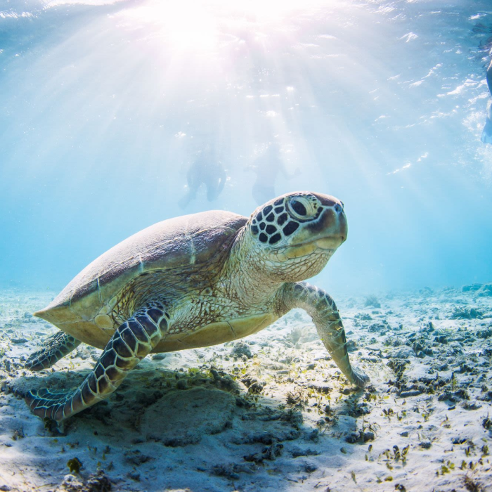 Galapagos by Land & Sea