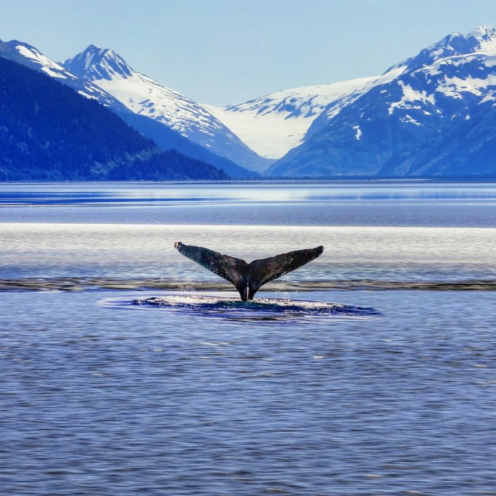 Sailing the Alaskan Fjords & the Canadian Inside Passage