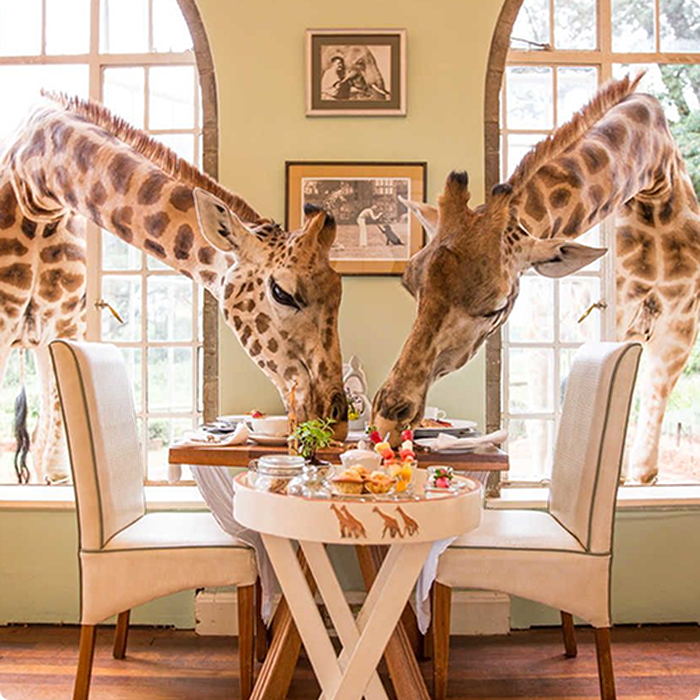 Luxury Kenya Safari with Giraffe Manor 