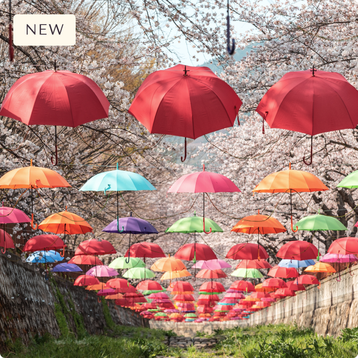 South Korea: Cherry Blossom Edition 