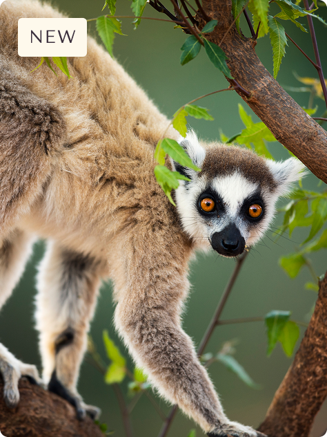 Primates of Madagascar & Uganda