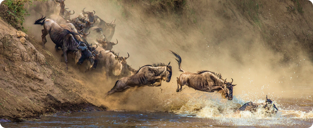 Tanzania: Safari of a Lifetime