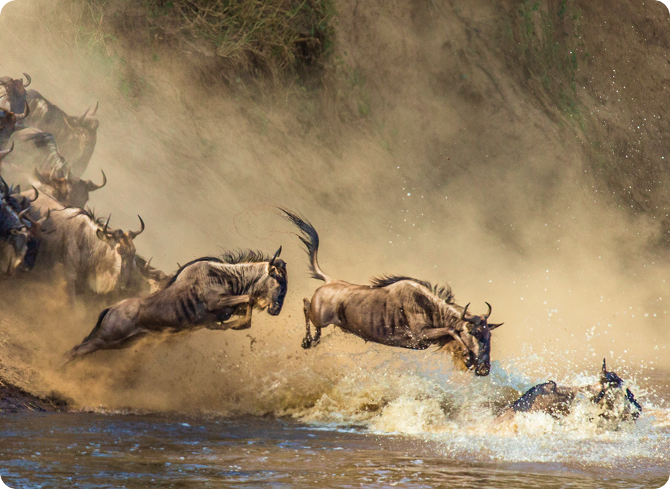 Tanzania: Safari of a Lifetime