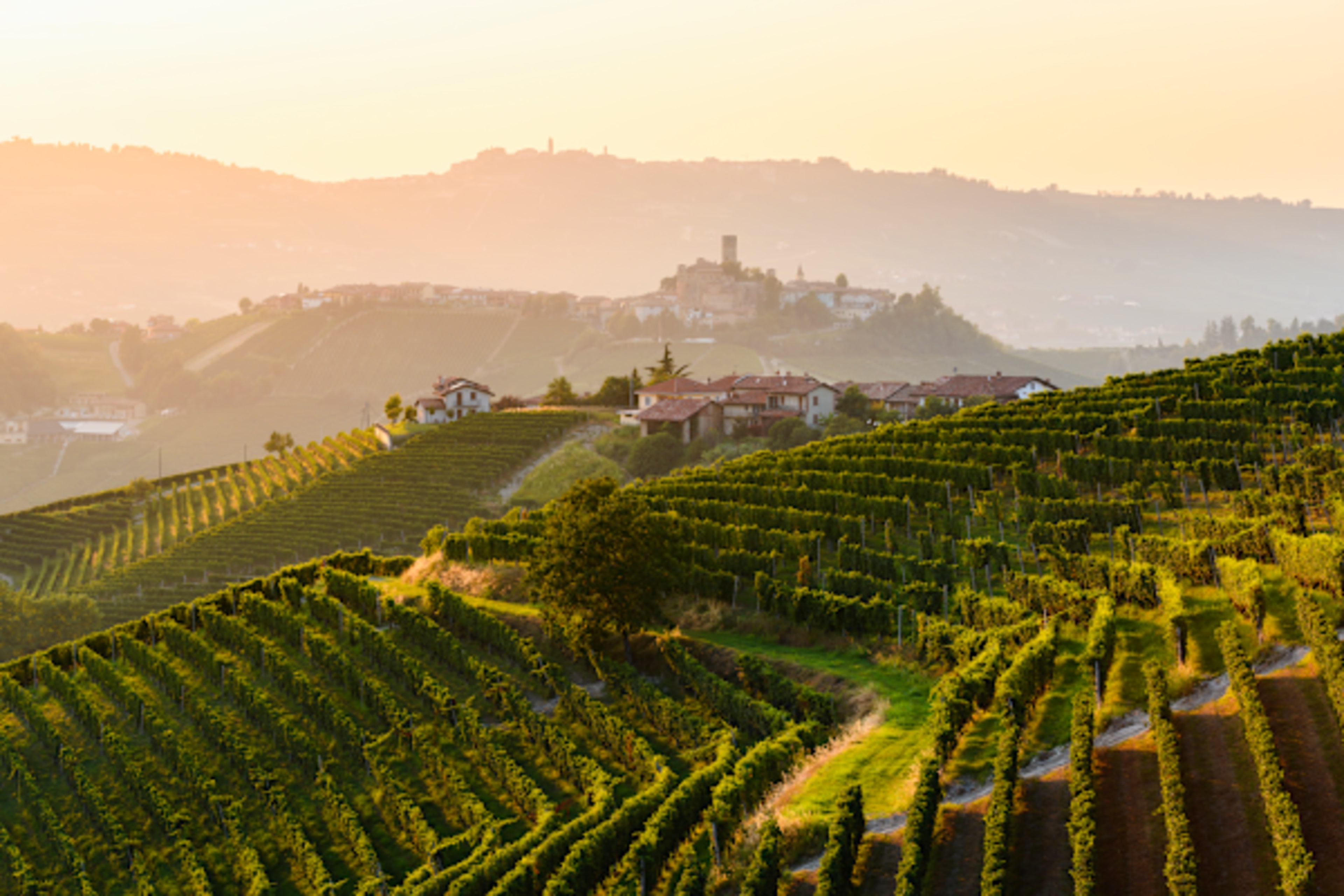 Savoring Northern Italy: Barolo Wines & Bologna