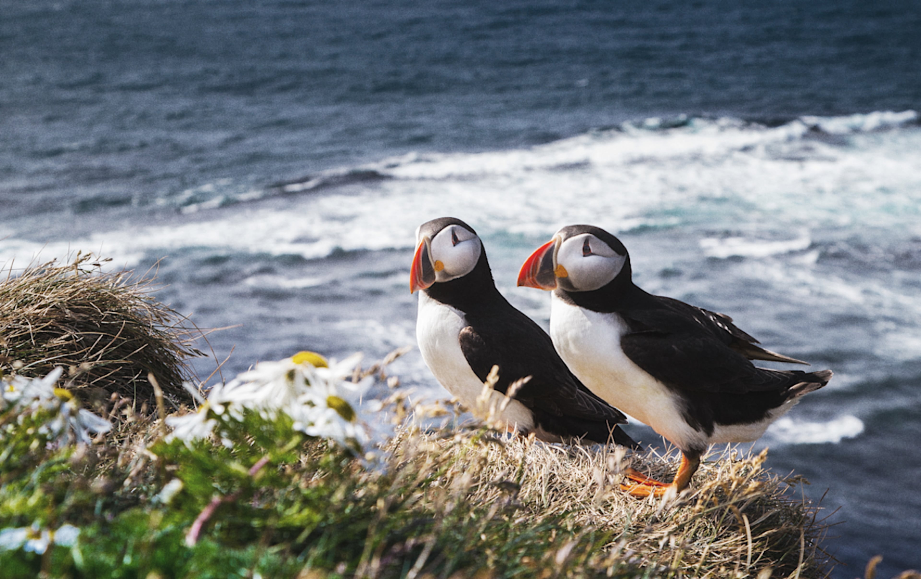 Iceland: Wildlife & Arctic Coast