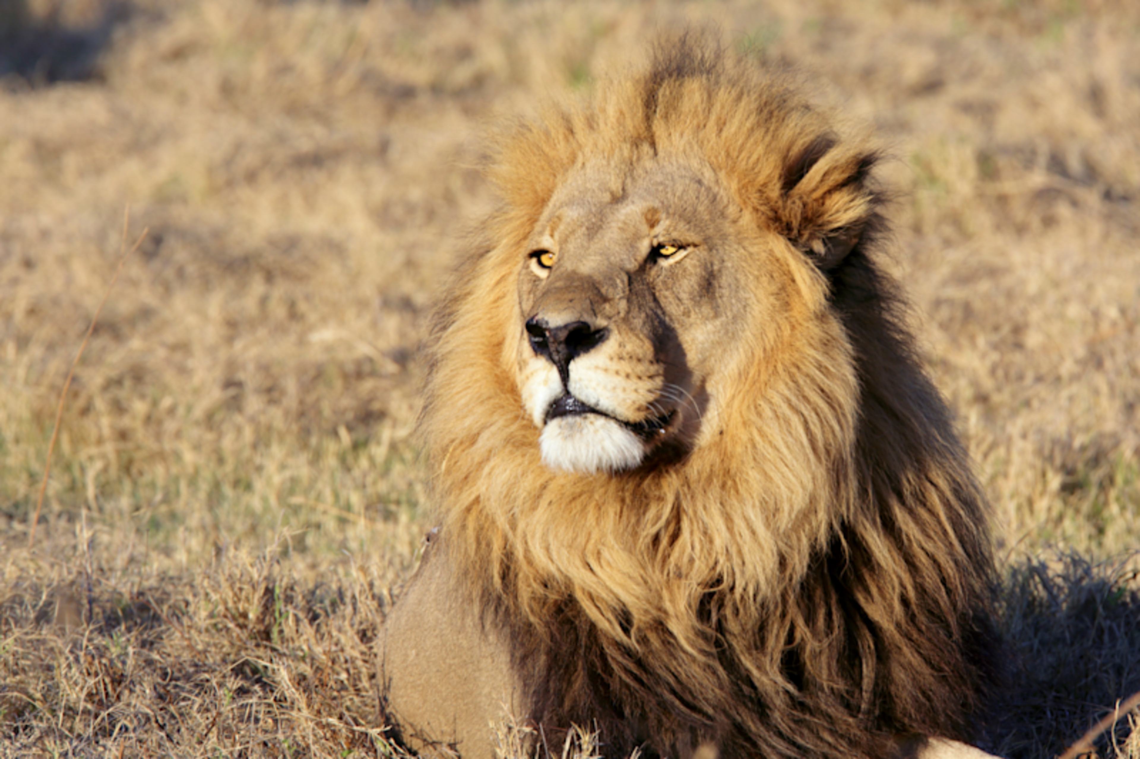 Southern Tanzania Safari & Zanzibar Escape